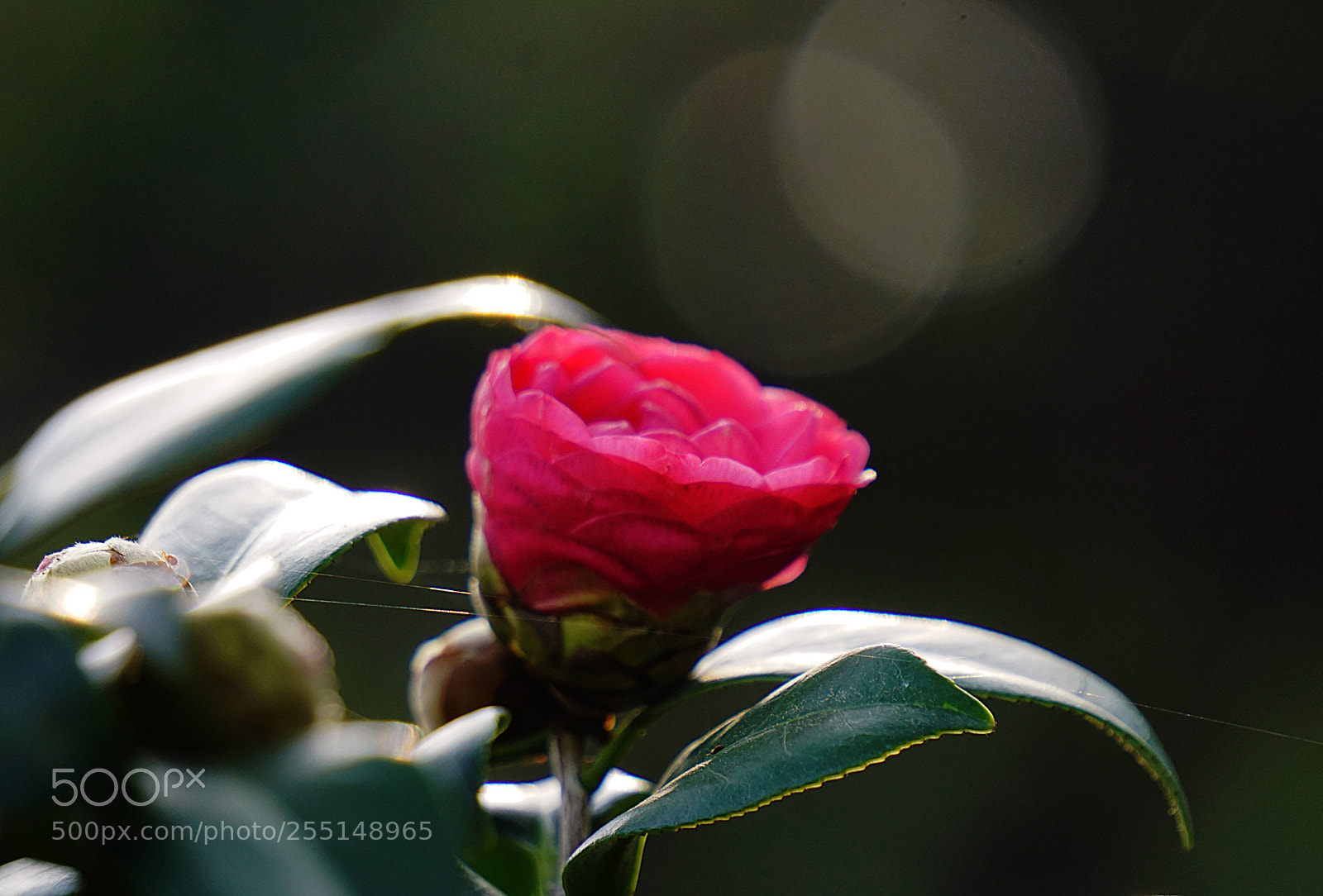 Sony a6000 sample photo. Untitled photography