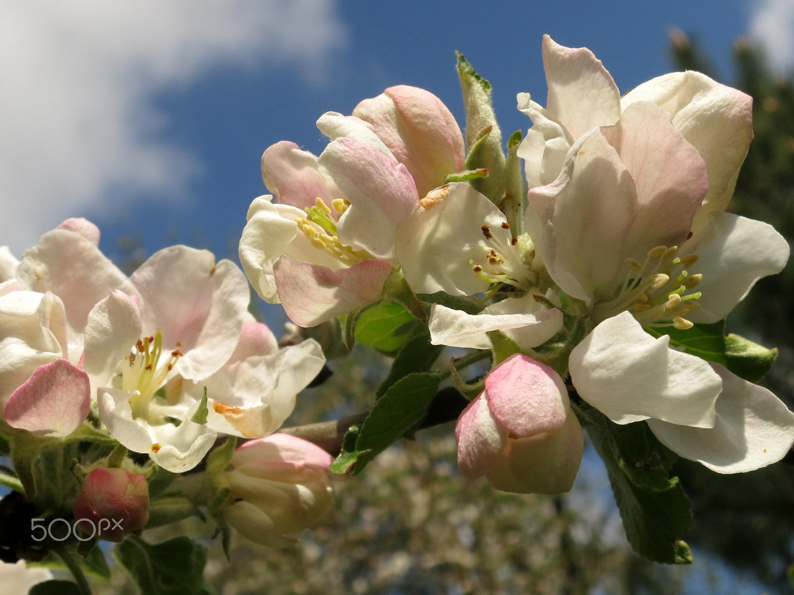 Canon PowerShot S100 sample photo. Apple-trees in bloom photography