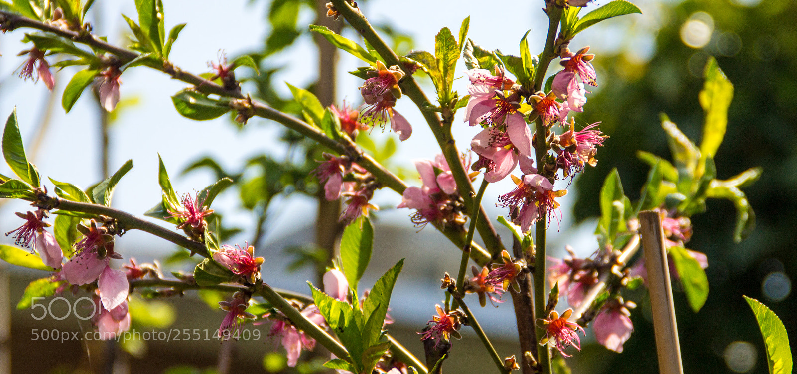 Canon EOS 1100D (EOS Rebel T3 / EOS Kiss X50) sample photo. Spent peach blossom photography