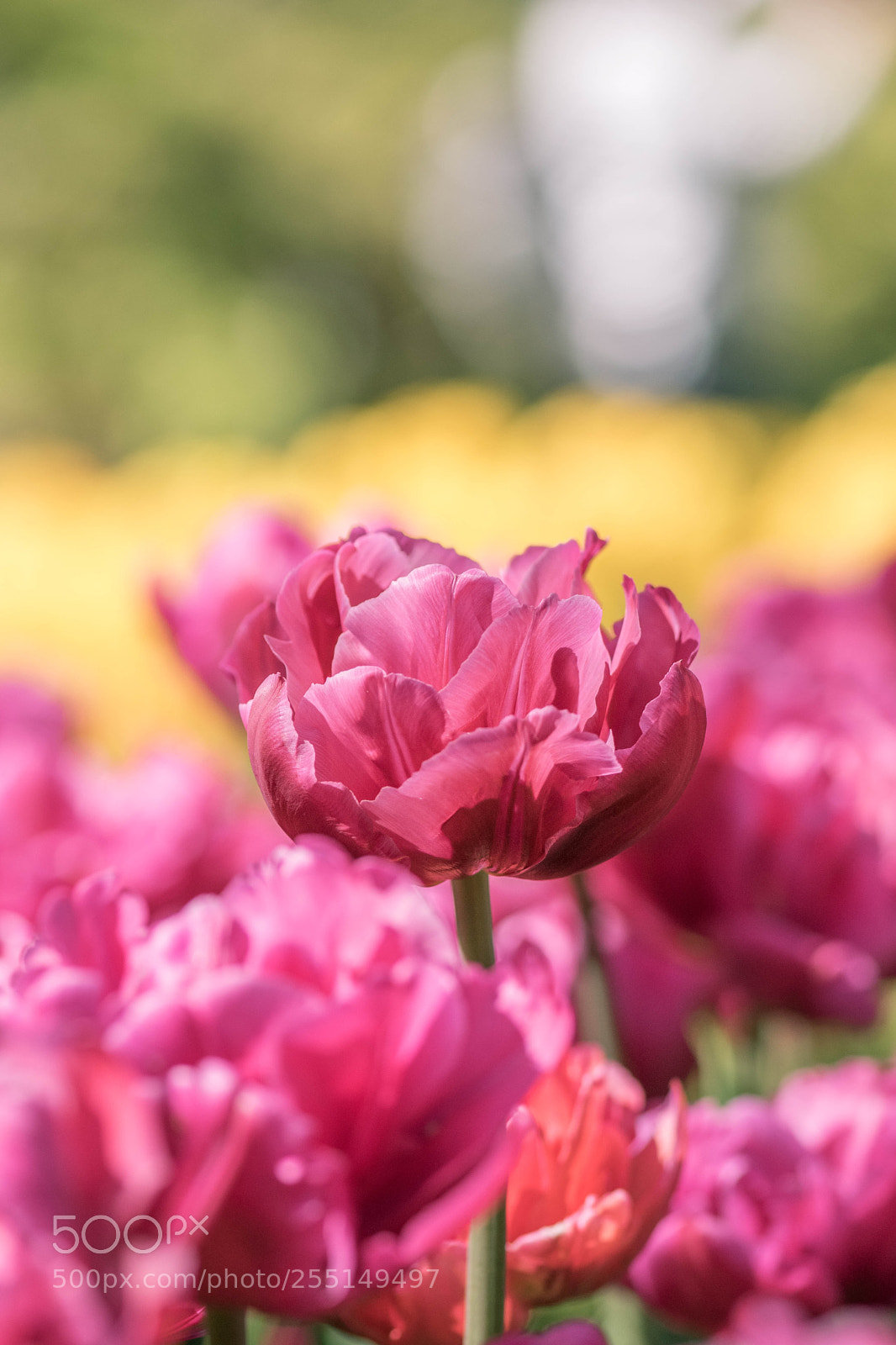 Nikon D5300 sample photo. Beauty photography
