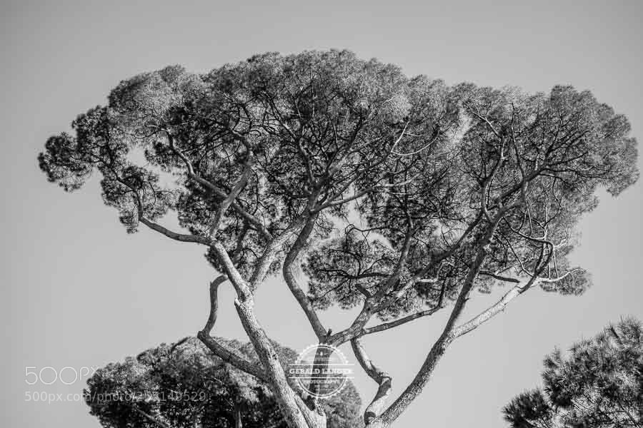 Canon EOS M3 sample photo. Park villa borghese photography