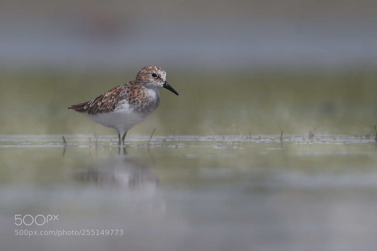 Canon EOS 7D Mark II sample photo. Little stint photography