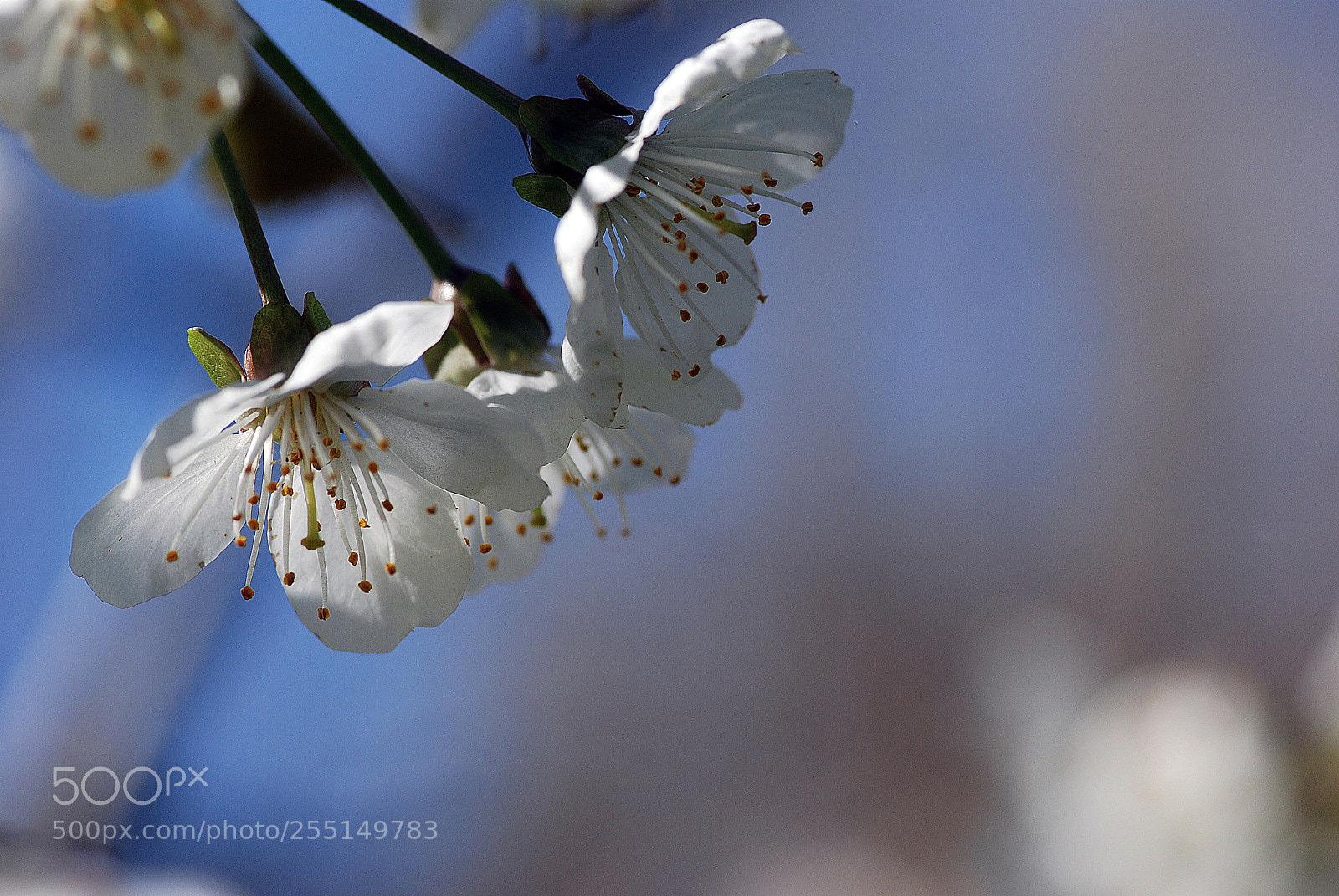 Nikon D80 sample photo. Bahar photography