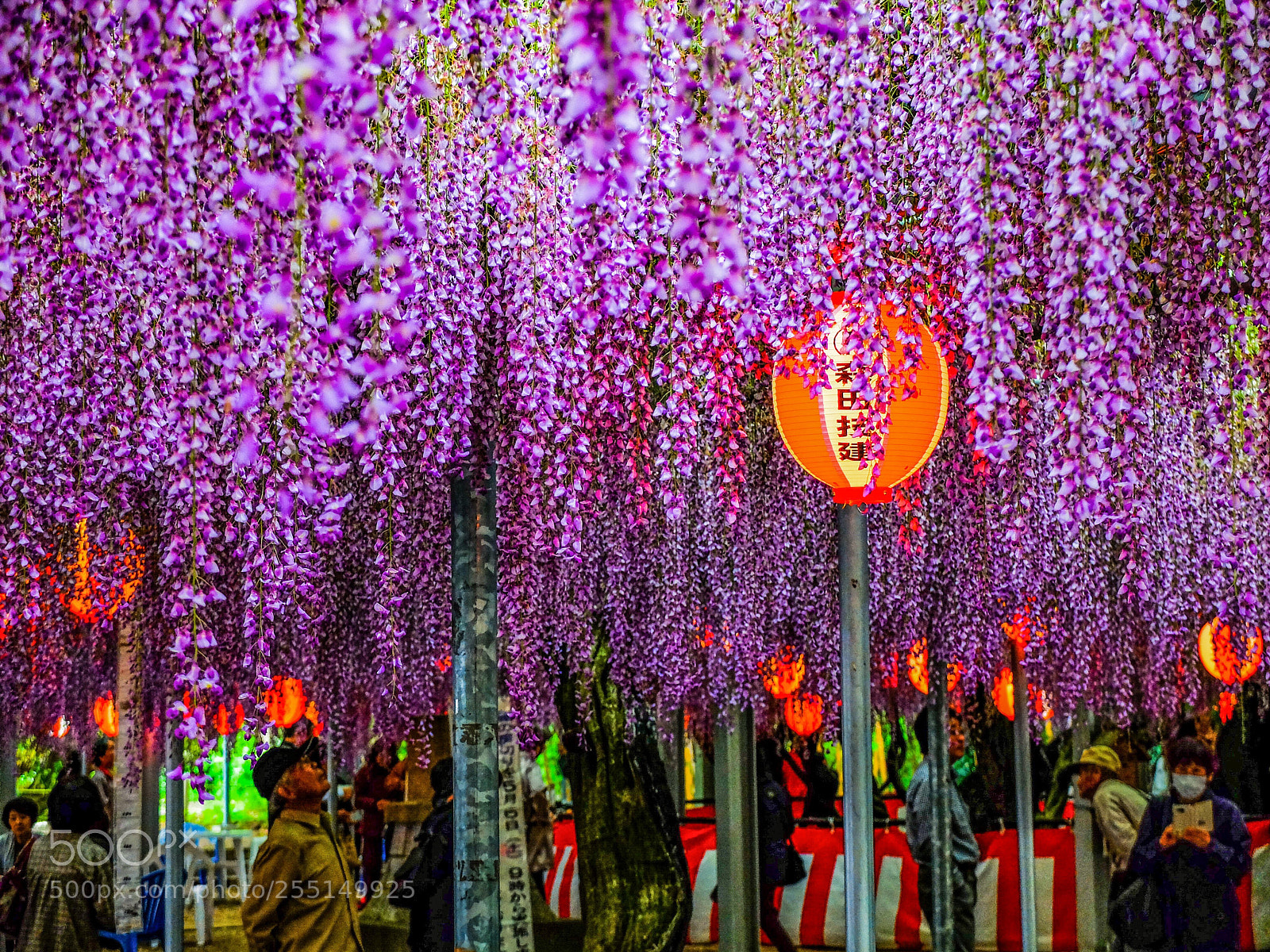 Fujifilm X30 sample photo. Wisteria photography