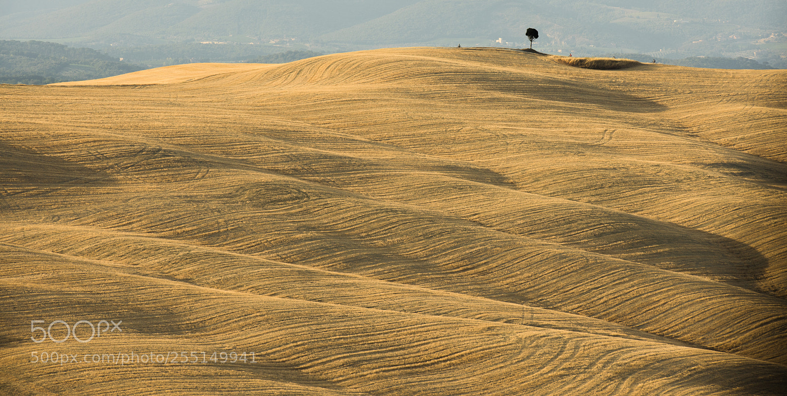 Nikon D810 sample photo. Gold waves photography