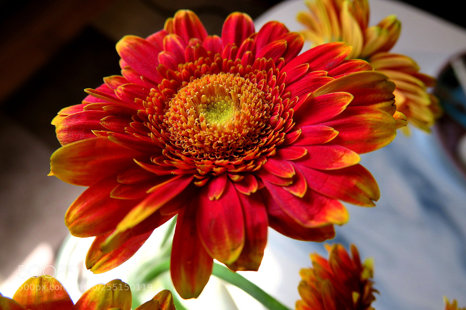 Canon PowerShot G3 X sample photo. Flower photography