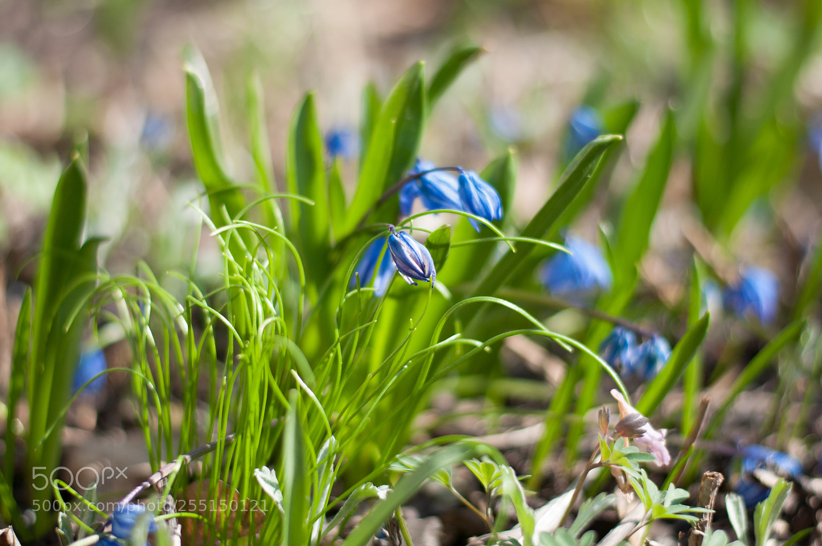 Nikon D90 sample photo. Scilla armena photography