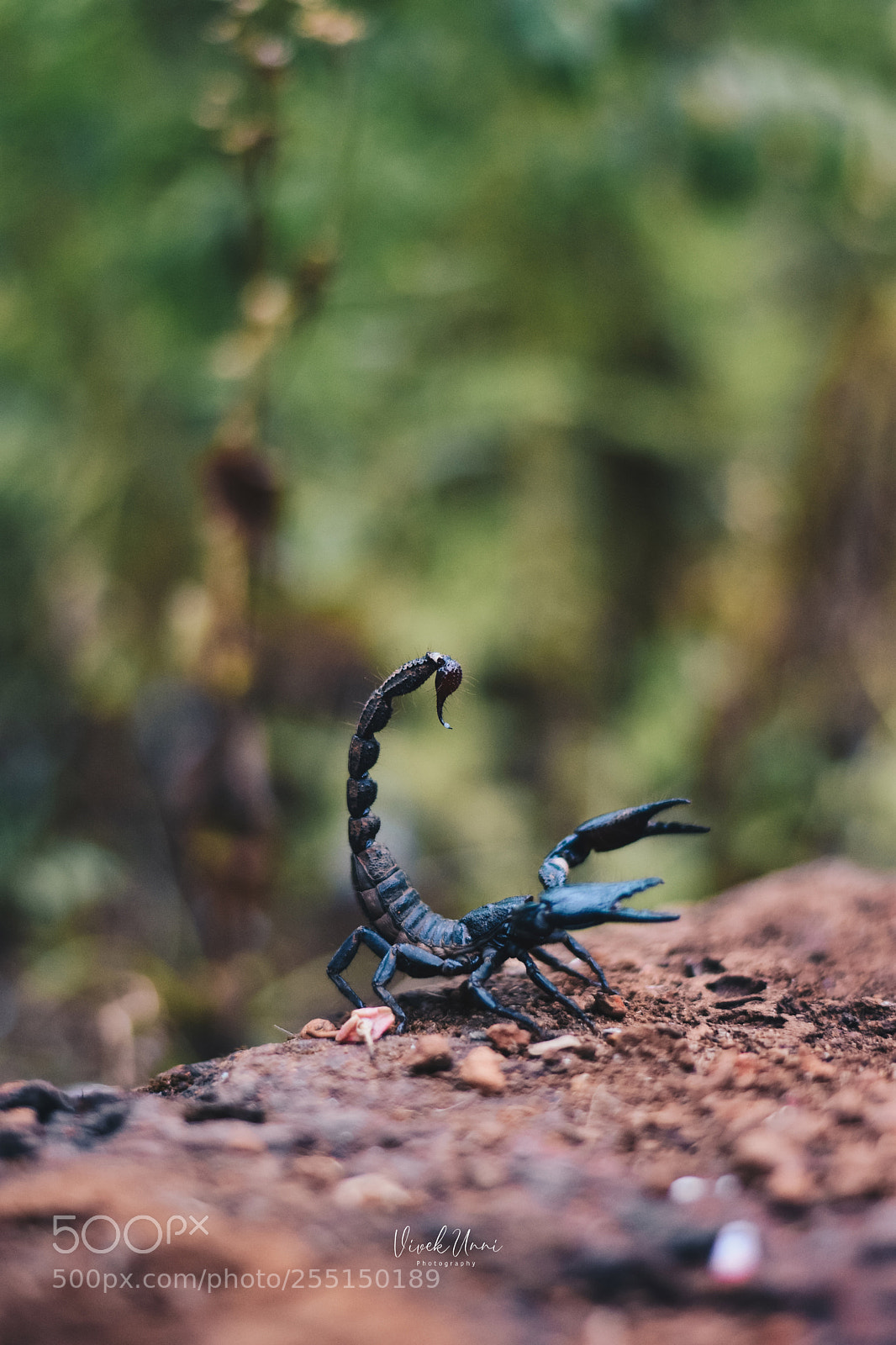 Nikon D7200 sample photo. Scorpion photography
