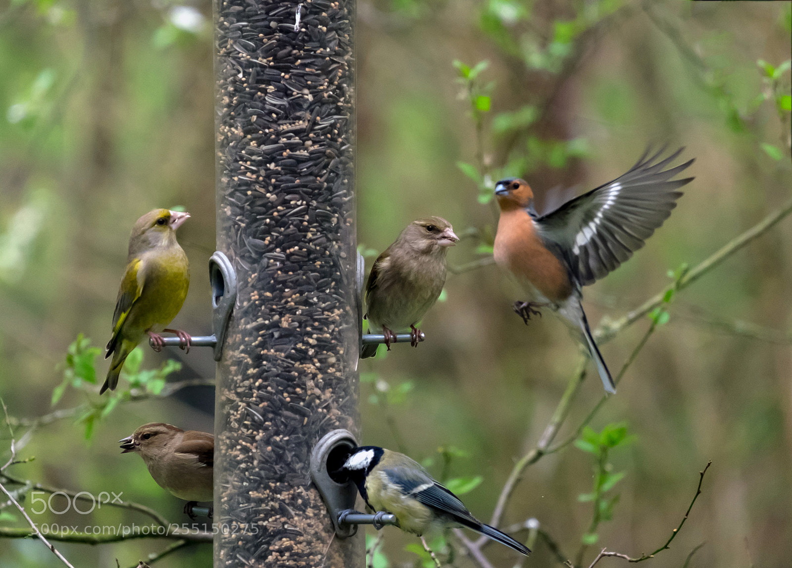 Fujifilm X-T1 sample photo. Busy birdfeeder photography