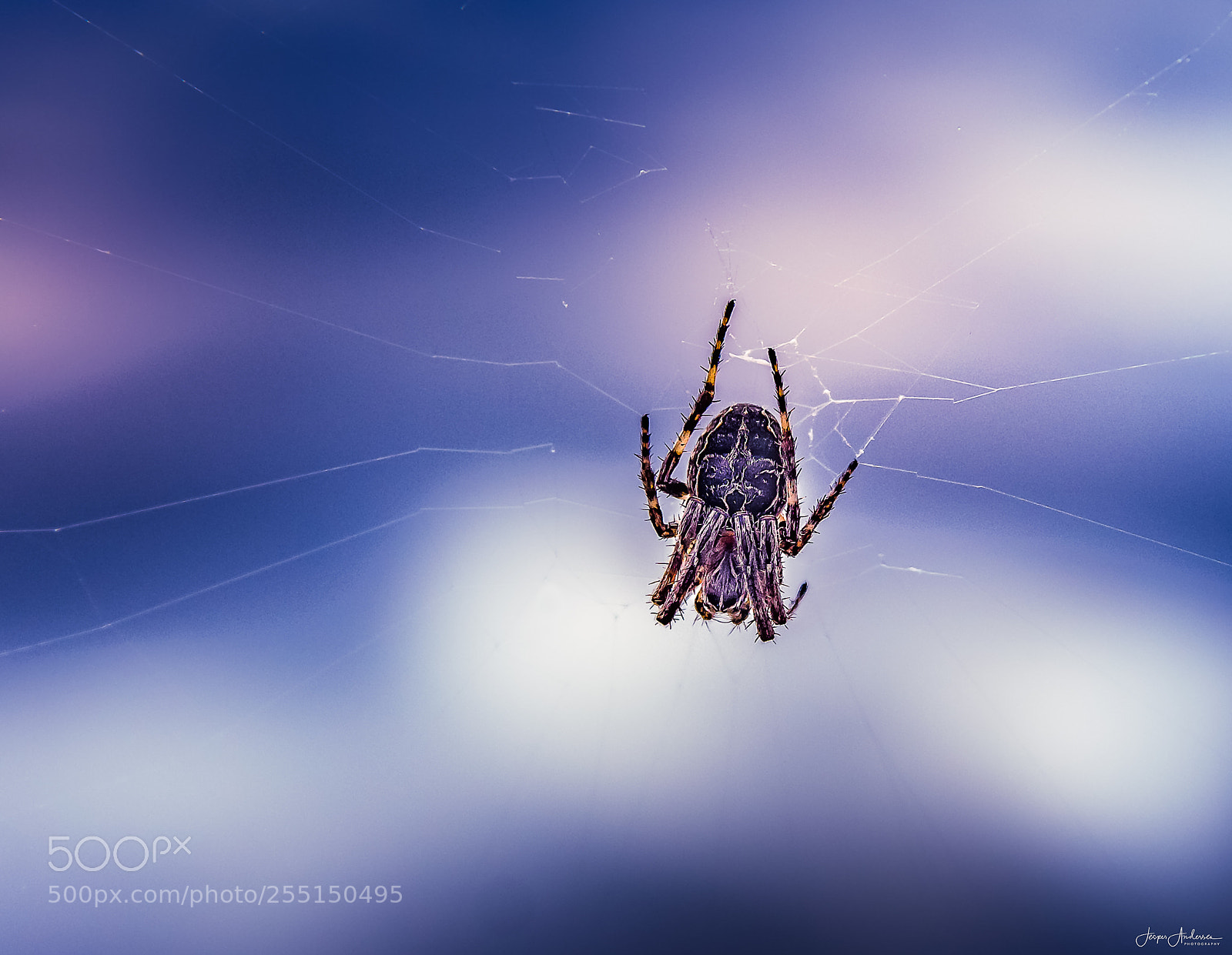 Canon EOS 700D (EOS Rebel T5i / EOS Kiss X7i) sample photo. Spider photography