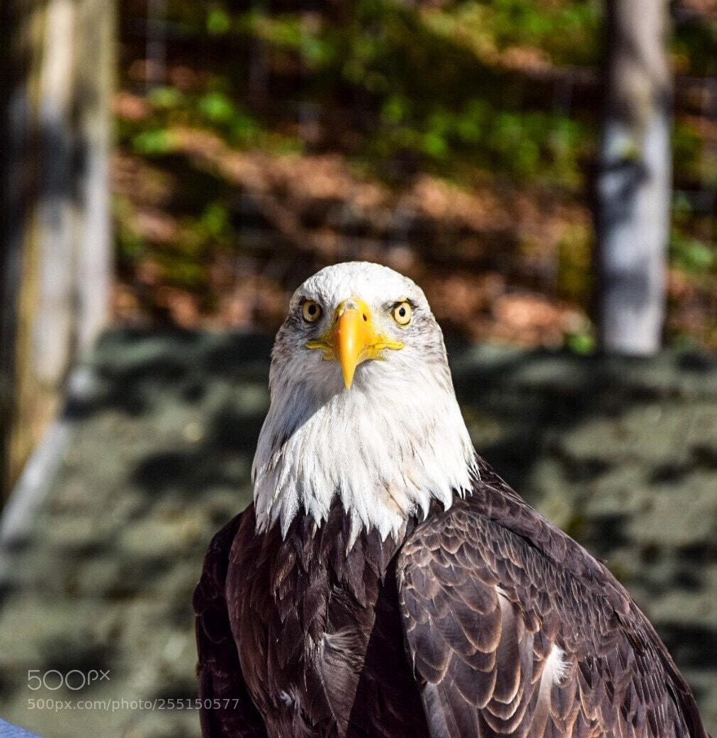 Nikon D5300 sample photo. Eagle photography