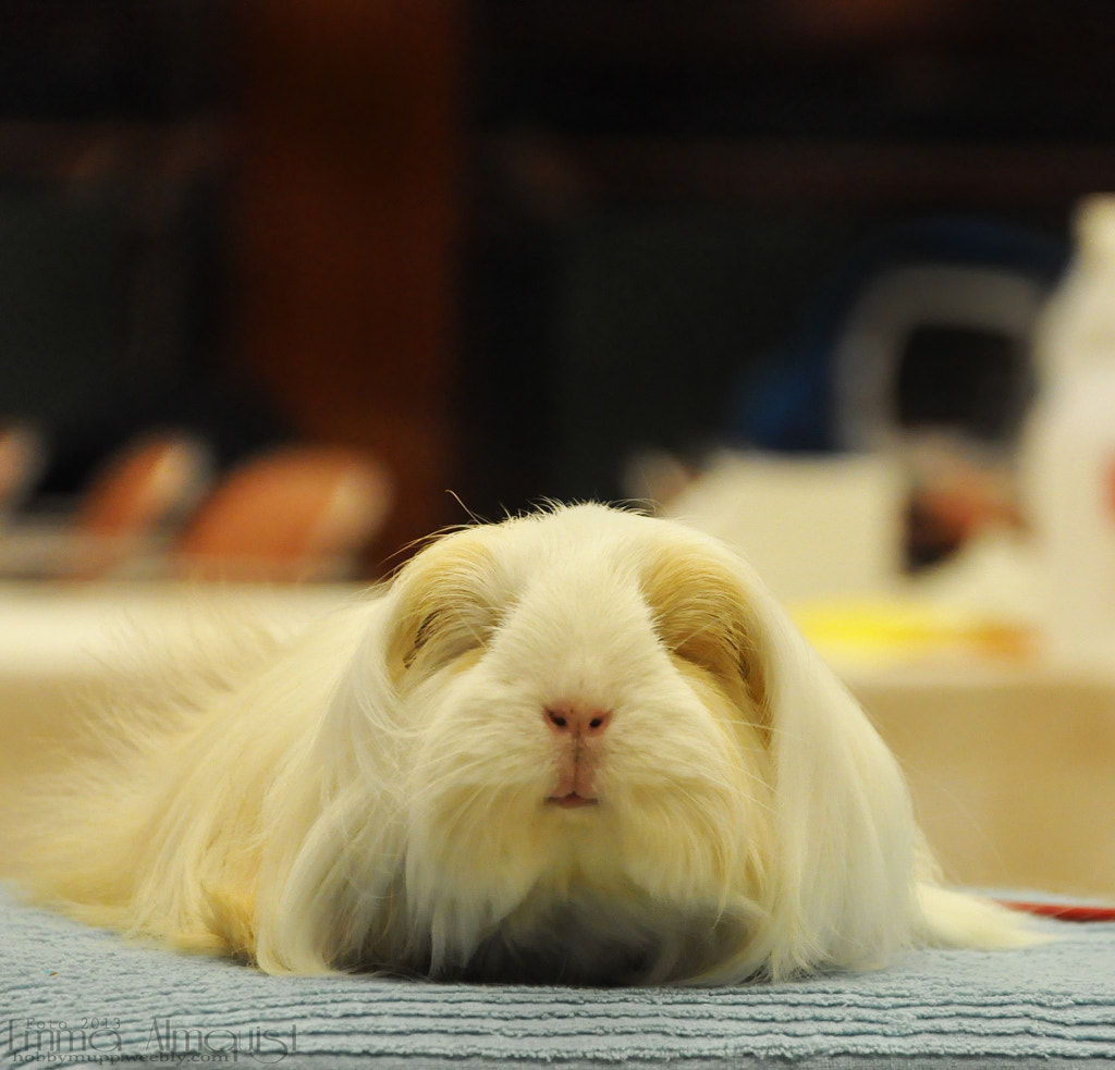 Guinea pig, show by Emma Almquist on 500px.com