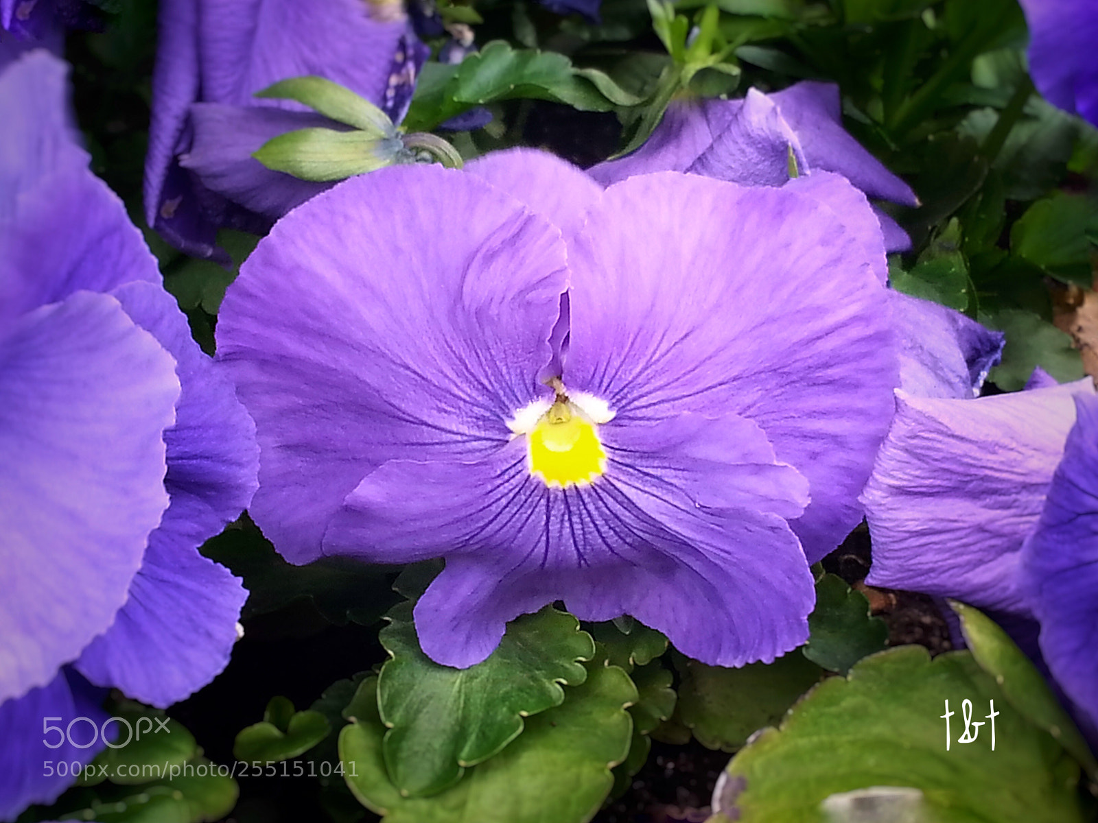 Samsung Galaxy S3 sample photo. Untitled photography