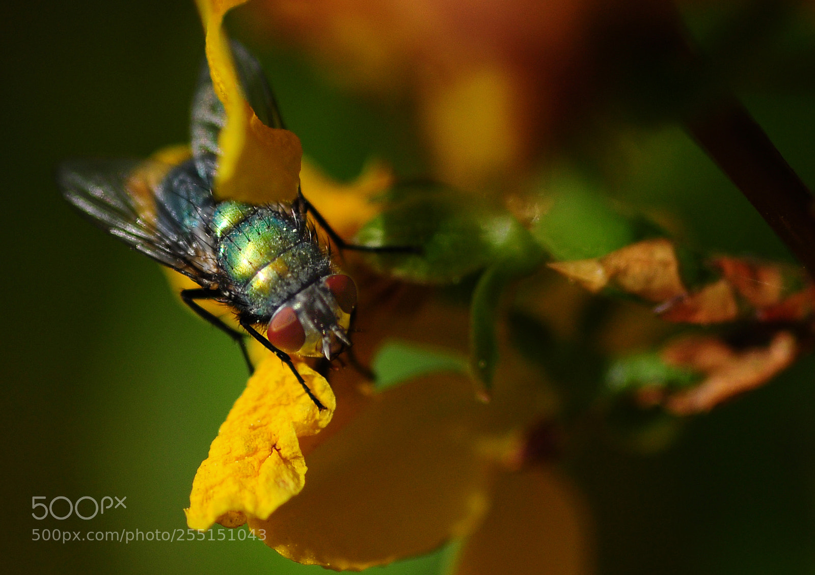 Nikon D90 sample photo. Bzzzz.... photography