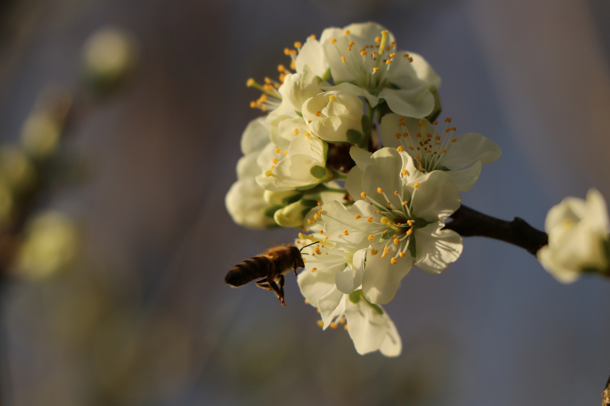 Canon EF 70-300 F4-5.6 IS II USM sample photo. Kirschblüte photography