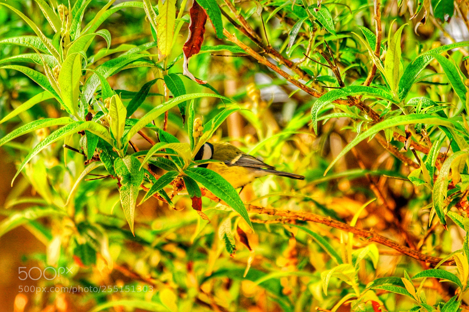 Nikon D5300 sample photo. Hide and seek photography