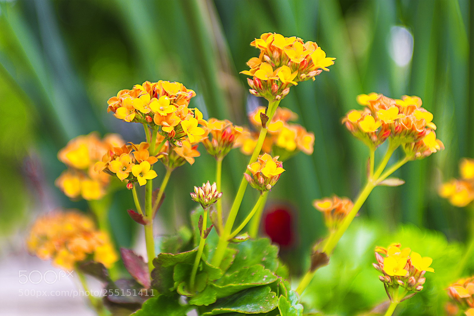 Nikon D600 sample photo. Natural beauty photography