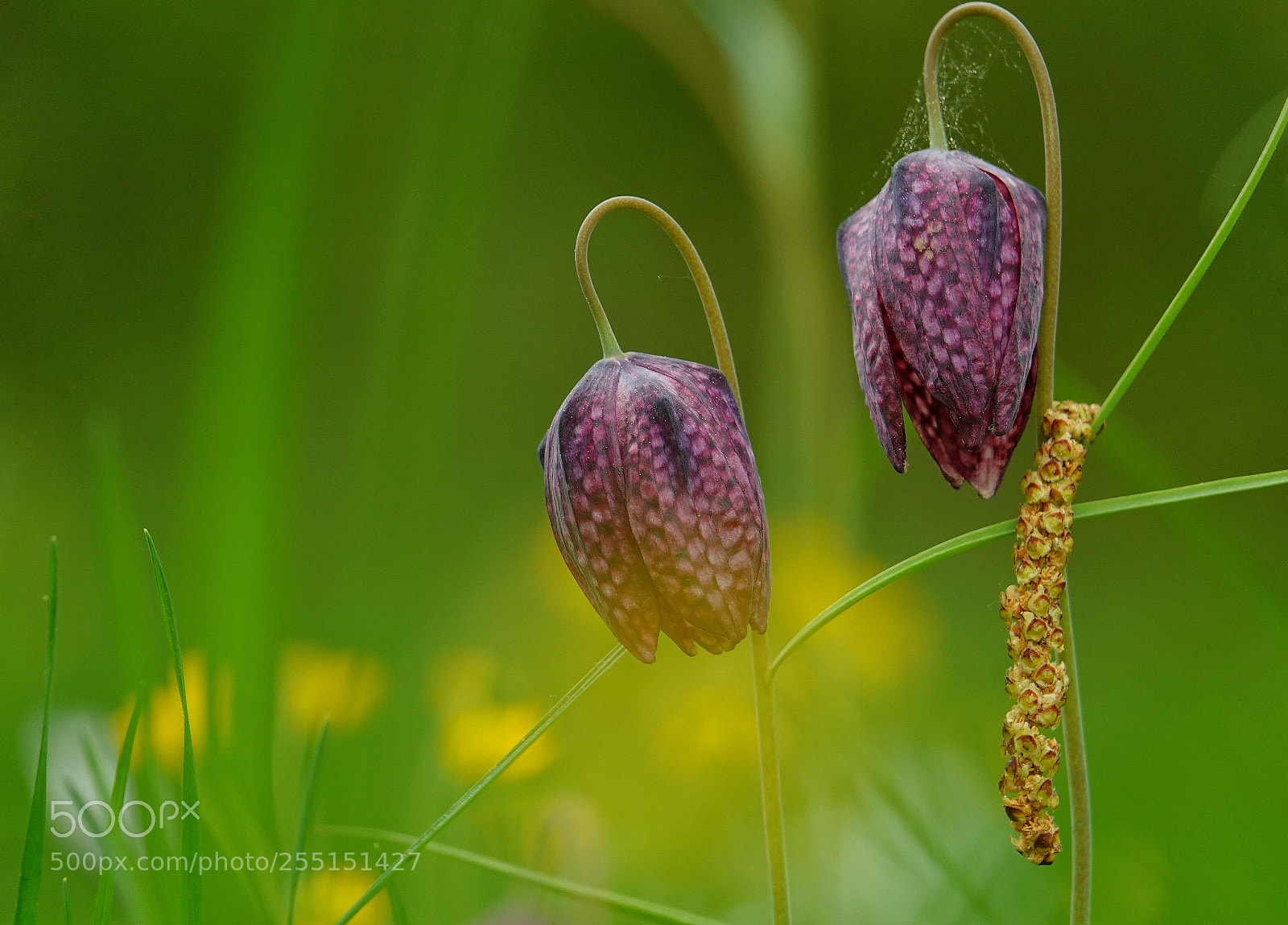 Sony Cyber-shot DSC-RX10 IV sample photo. Schachbrettblumen  photography