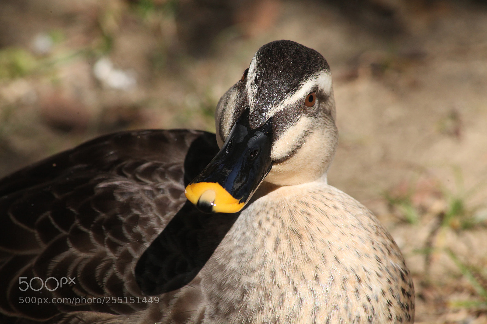 Canon EOS 5D Mark II sample photo. Please don't look so photography