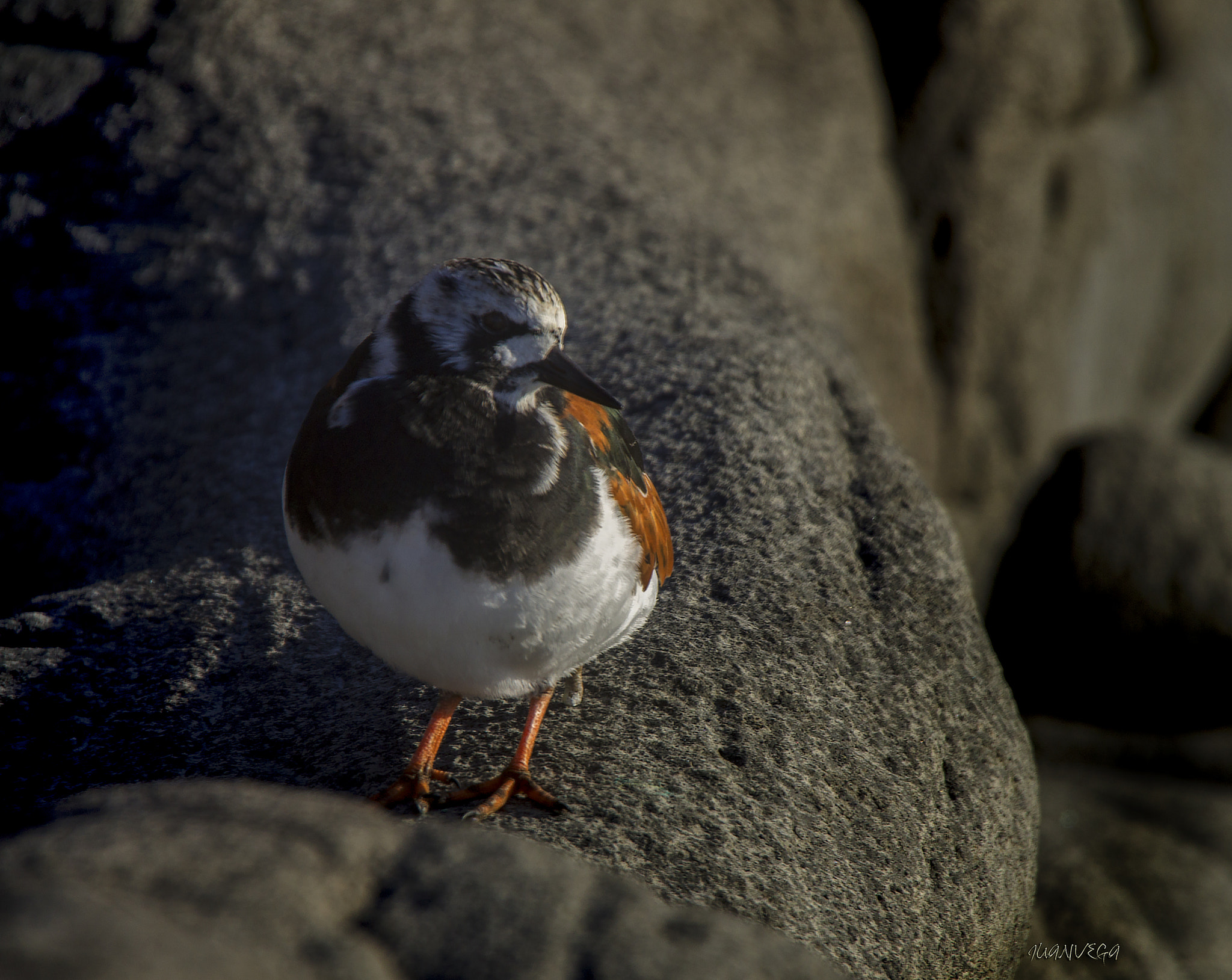 Sony SLT-A35 sample photo. Vuelvepiedras photography