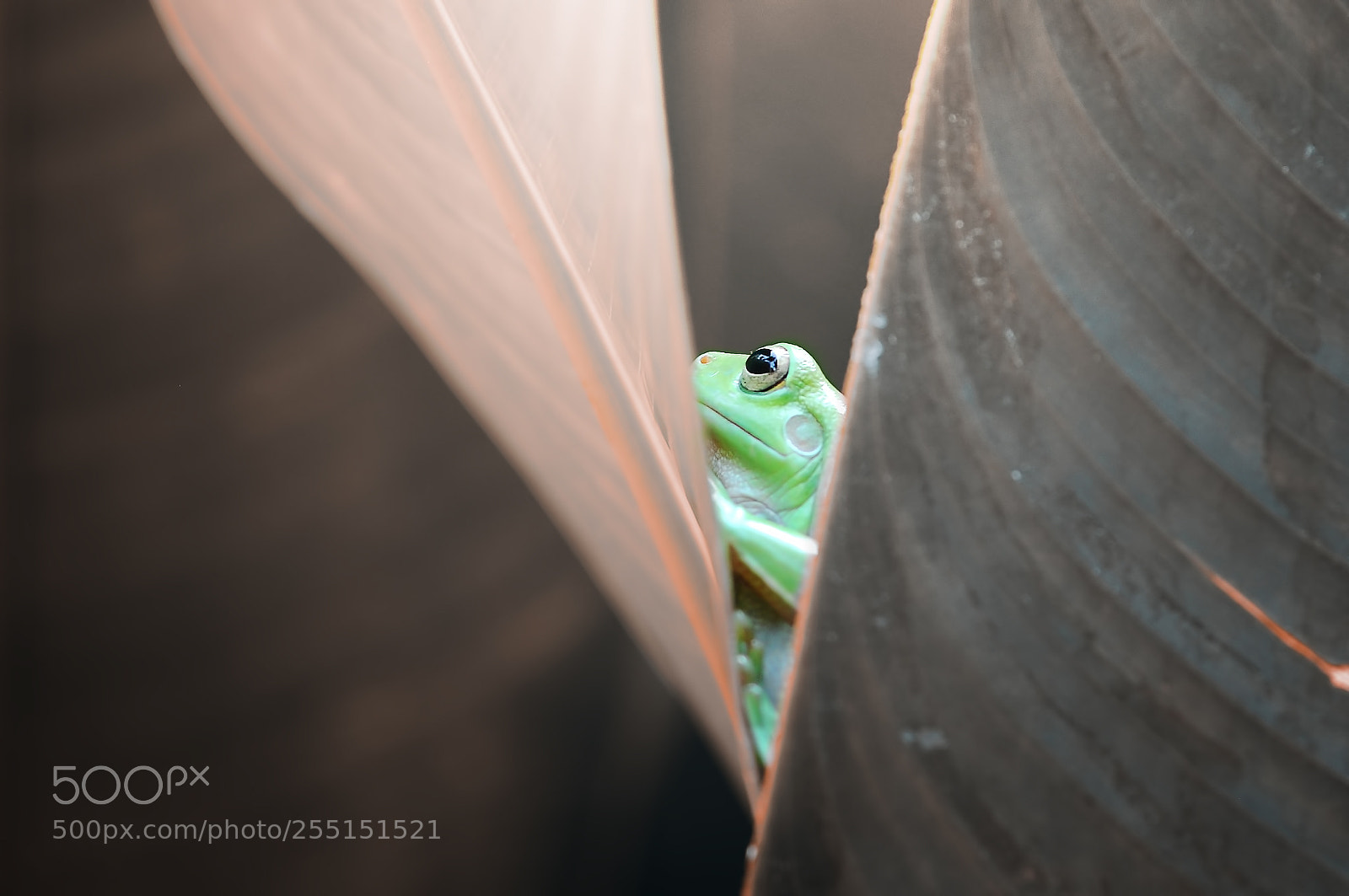 Nikon D90 sample photo. Tree frog behind the photography