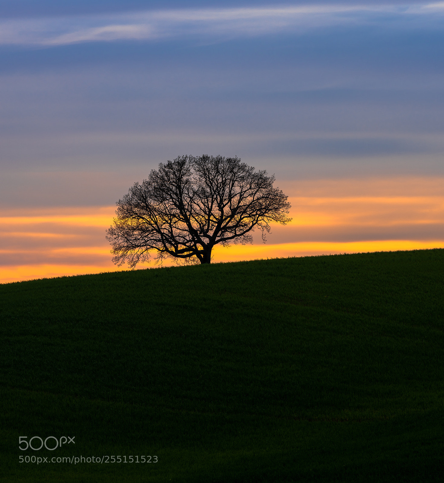 Nikon D810 sample photo. "l'albero della vita" photography