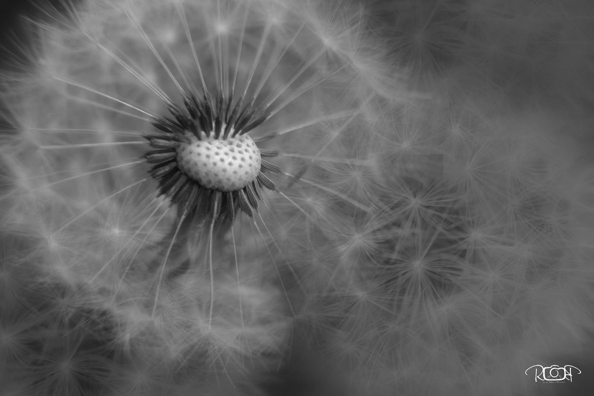 Nikon D5200 sample photo. Taraxacum photography