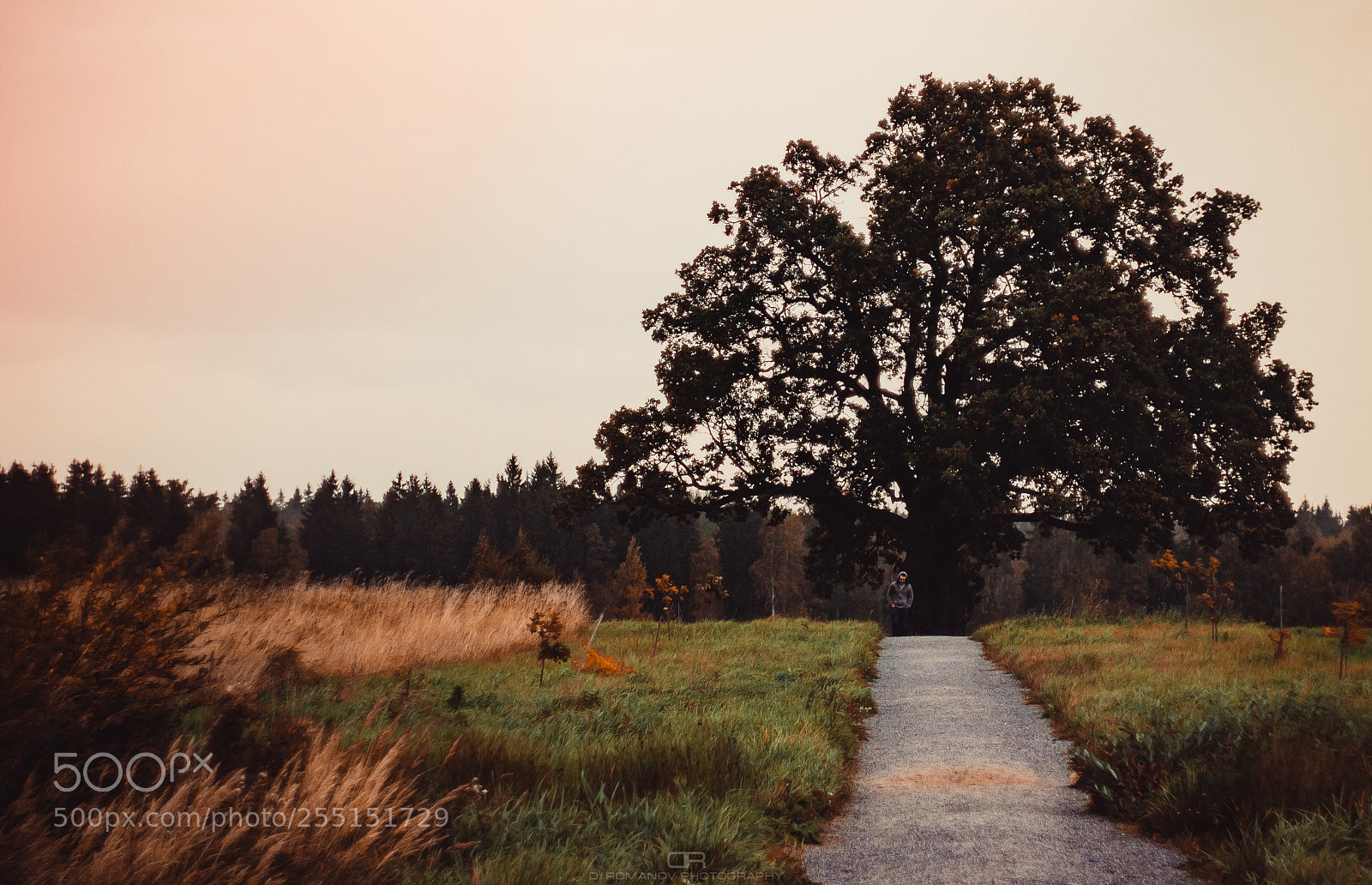Canon EOS 1100D (EOS Rebel T3 / EOS Kiss X50) sample photo. An old oak photography