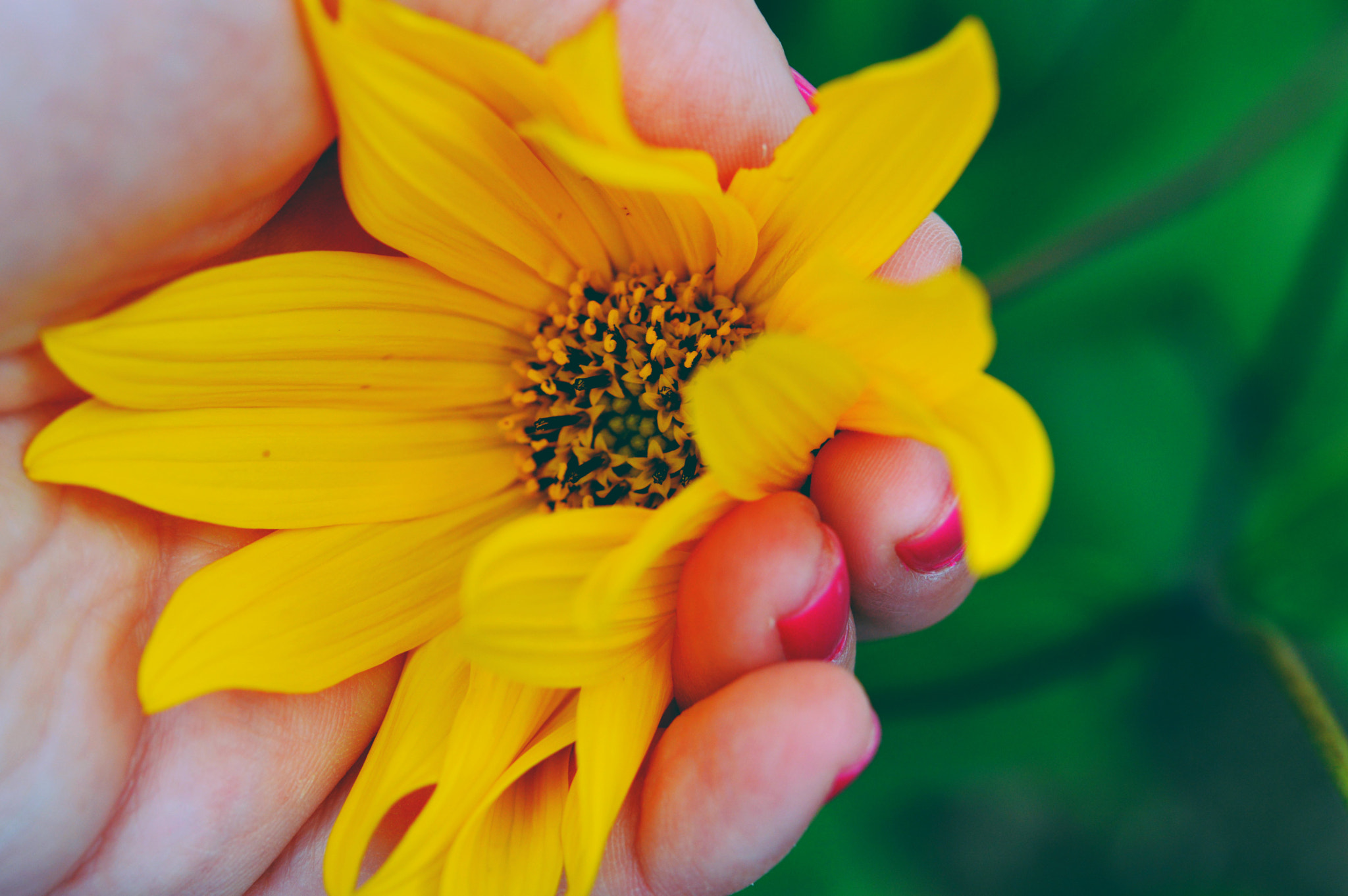 Nikon D3200 + Nikon AF-S Micro-Nikkor 60mm F2.8G ED sample photo. Pink fingertips and yellow flower photography