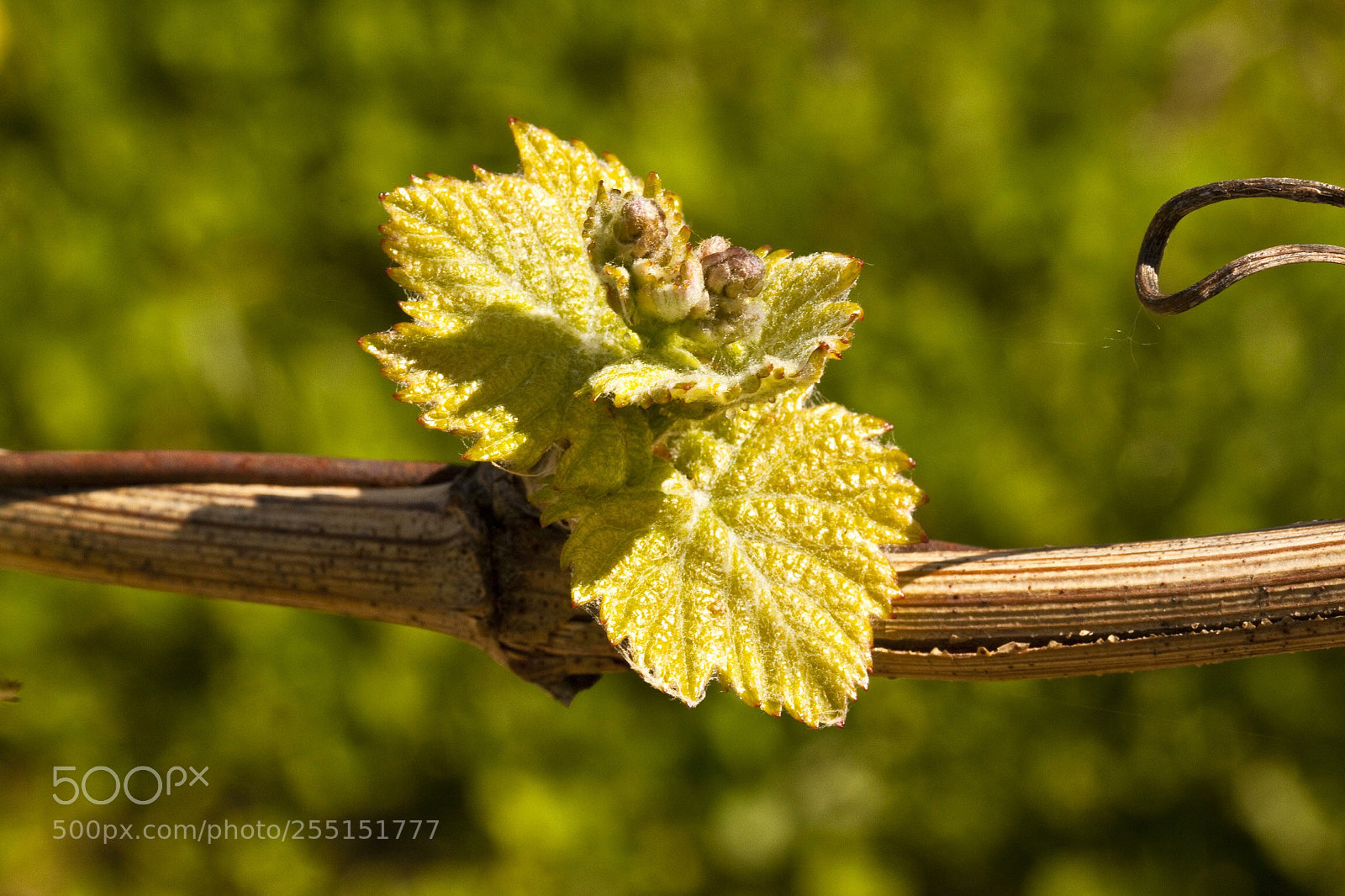Canon EOS 500D (EOS Rebel T1i / EOS Kiss X3) sample photo. Soon wine photography