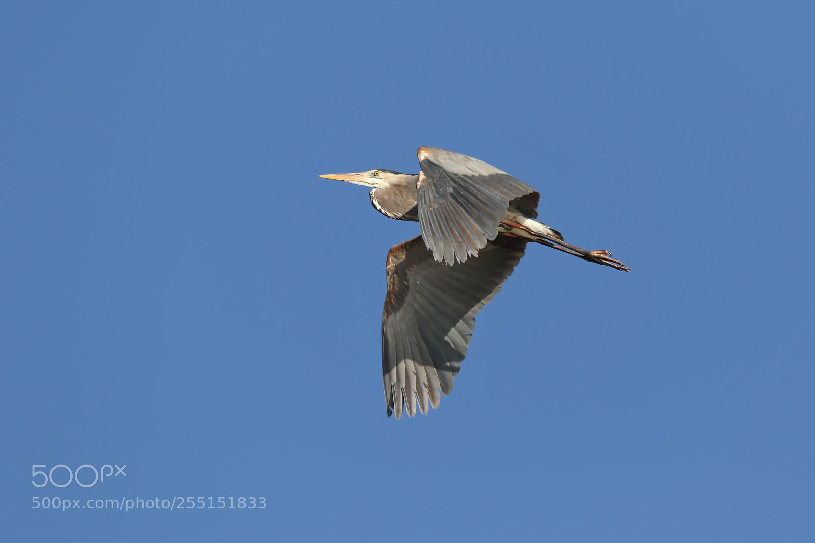 Canon EOS 7D Mark II sample photo. Great blue heron photography