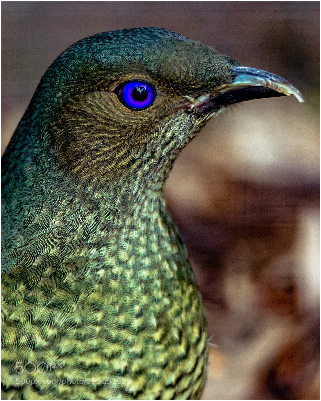 Nikon D7200 sample photo. Old blue eyes... photography