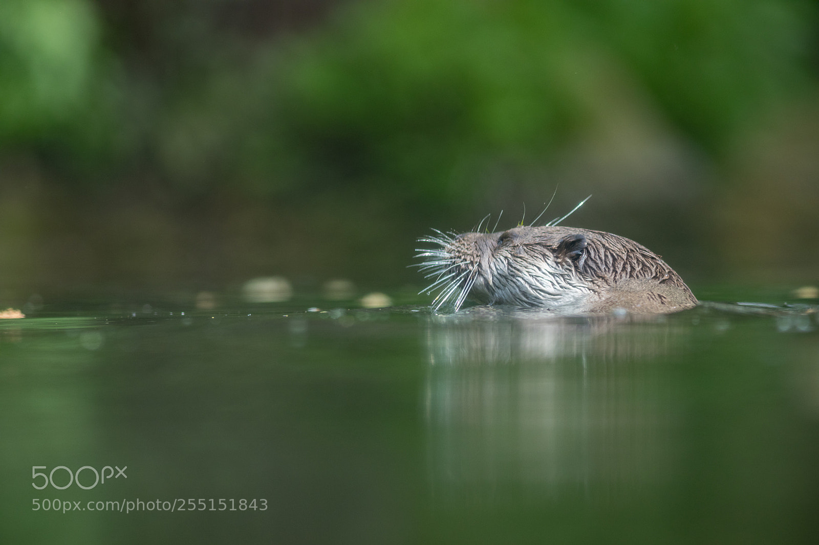 Canon EOS 5D Mark IV sample photo. Loutre photography