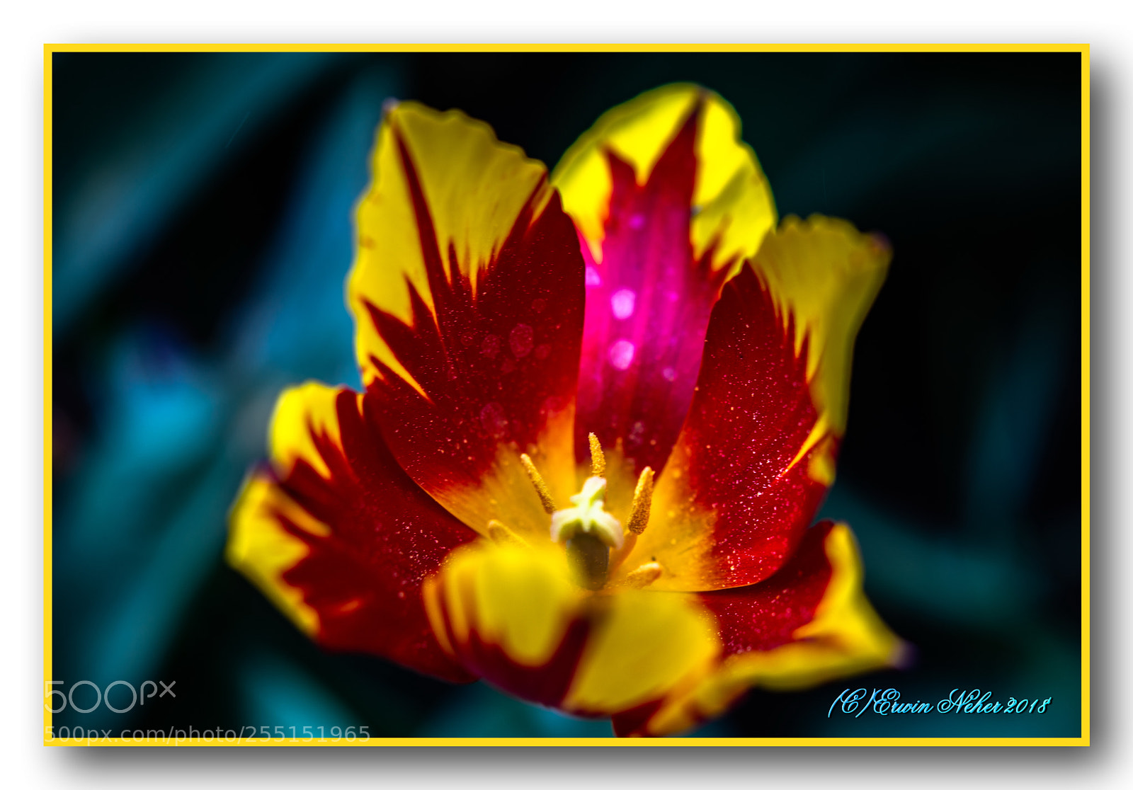 Nikon D7100 sample photo. Tulip...7 photography