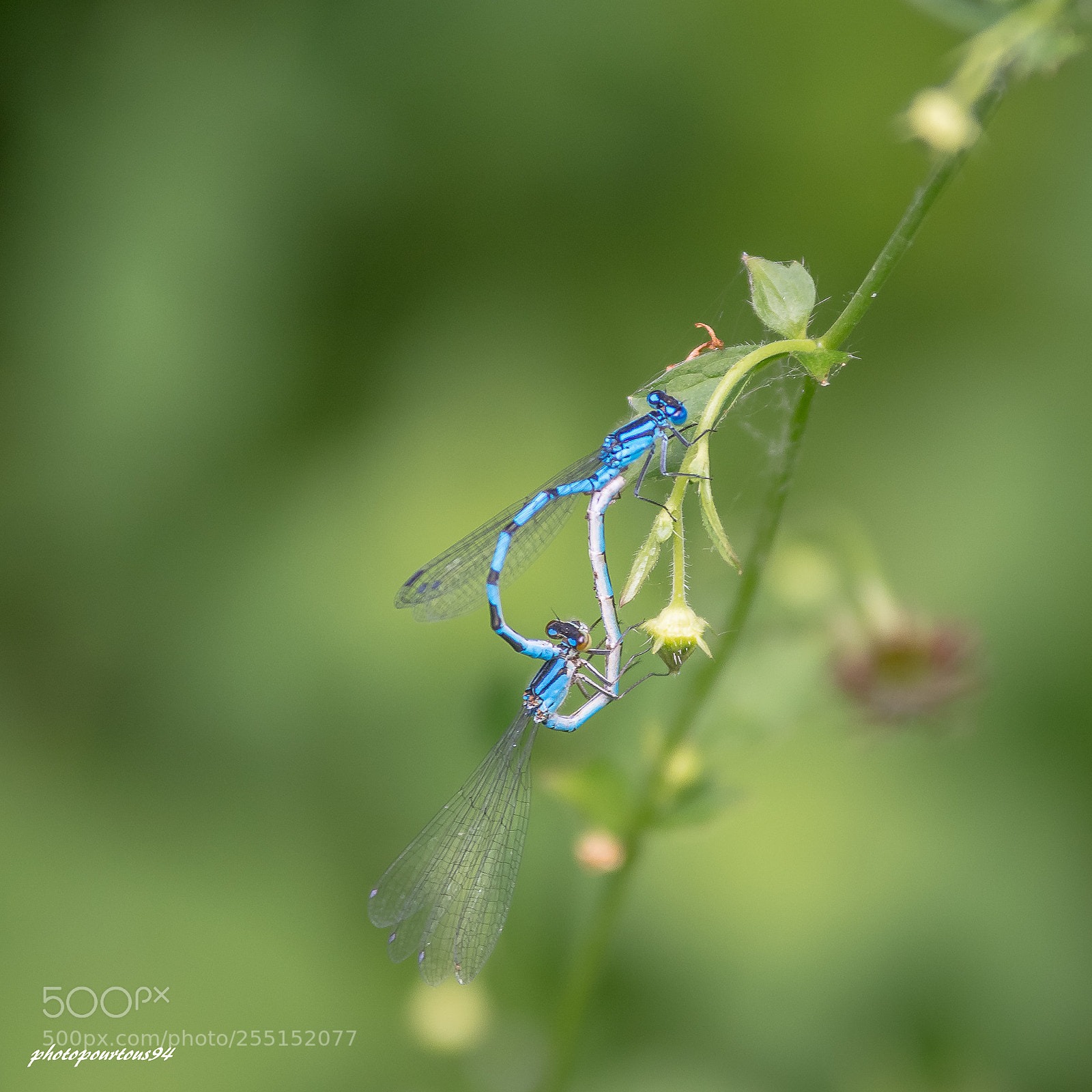 Nikon D7100 sample photo. Libellules photography