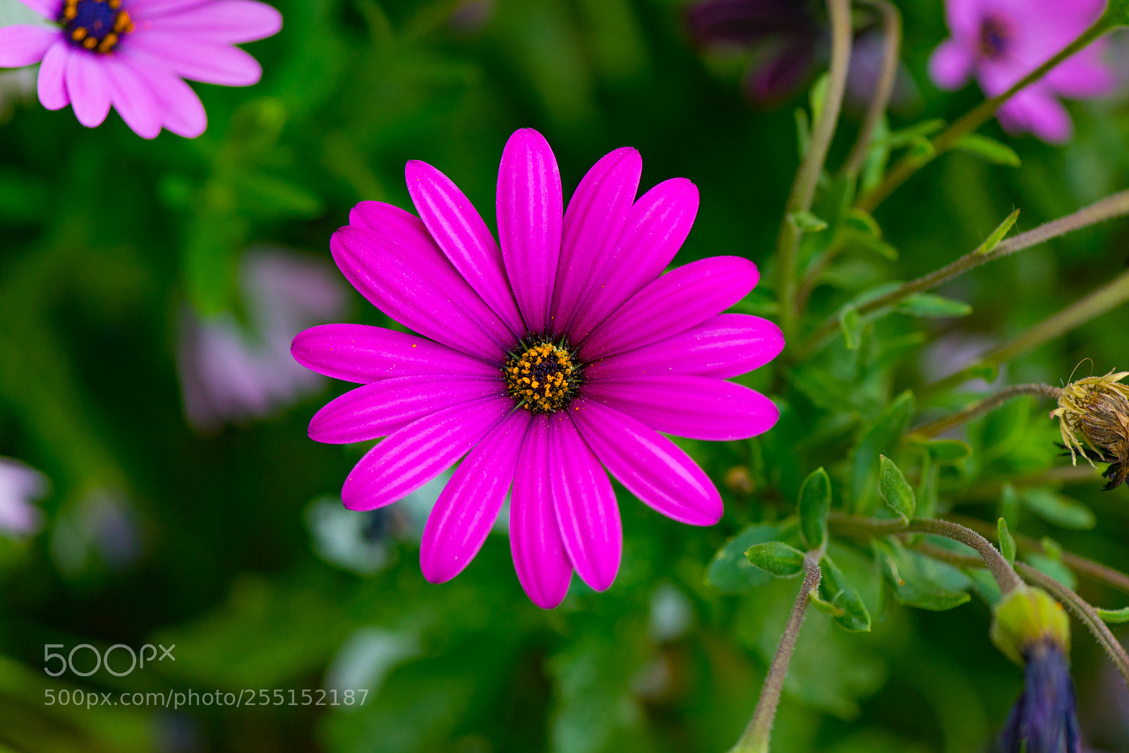 Nikon D610 sample photo. Llega la primavera photography