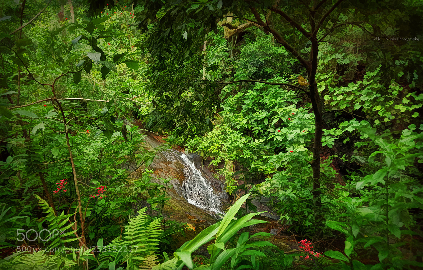 Samsung Galaxy S6 sample photo. Rainforest stream photography