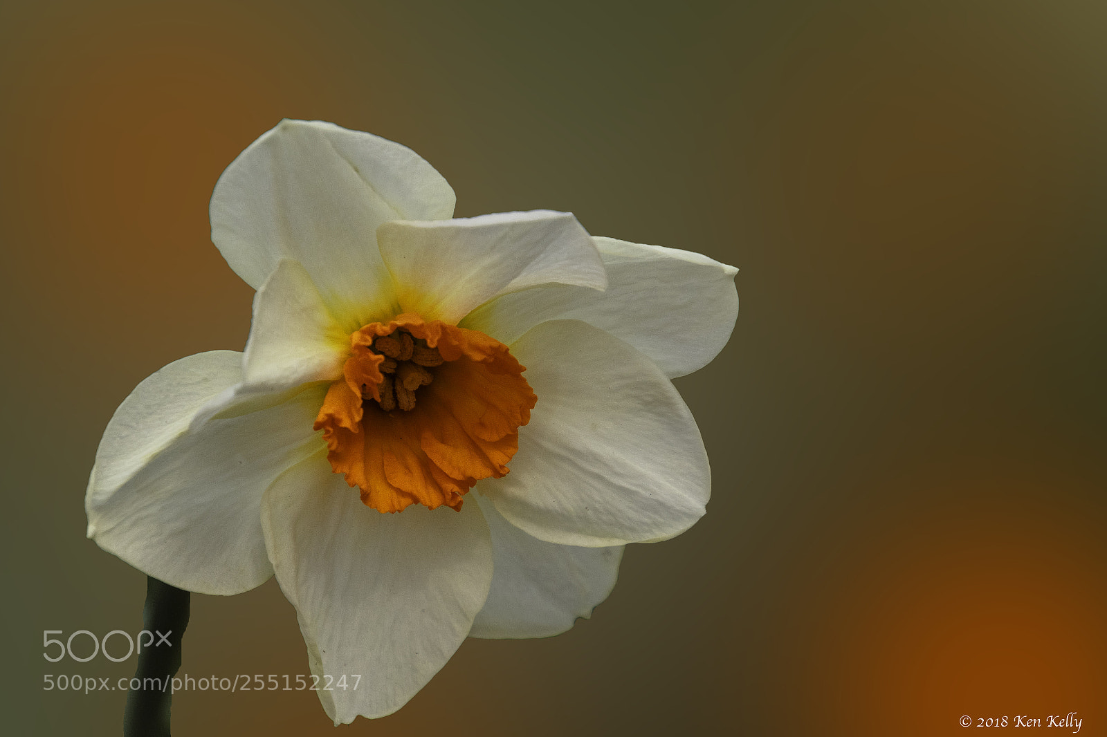 Canon EOS 7D Mark II sample photo. Daffodil photography