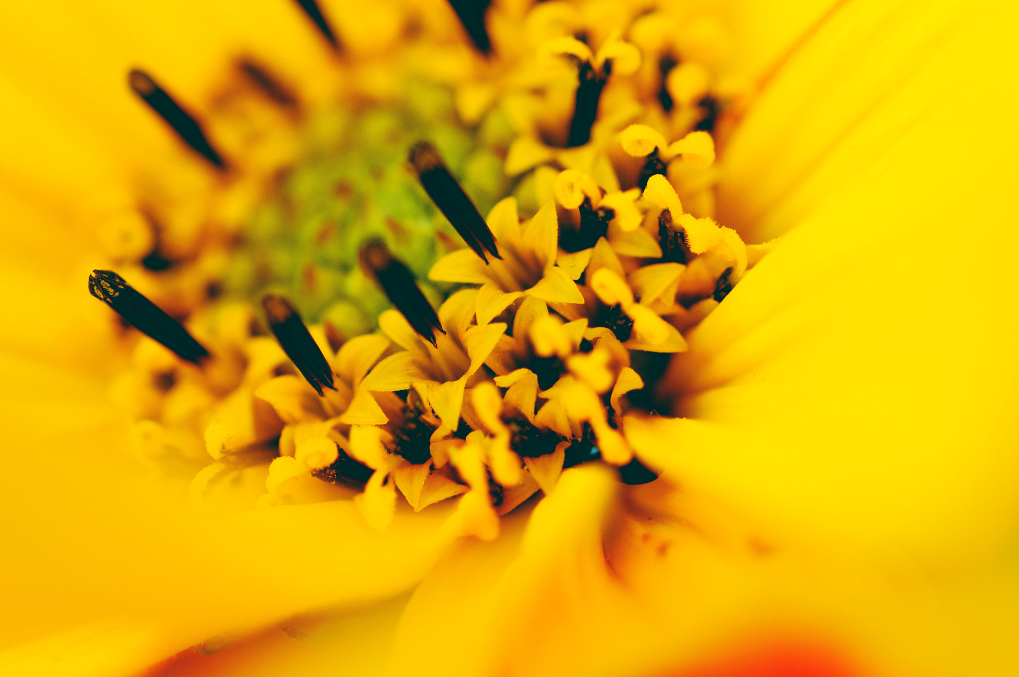 Nikon AF-S Micro-Nikkor 60mm F2.8G ED sample photo. Yellow, yellow, yellow photography