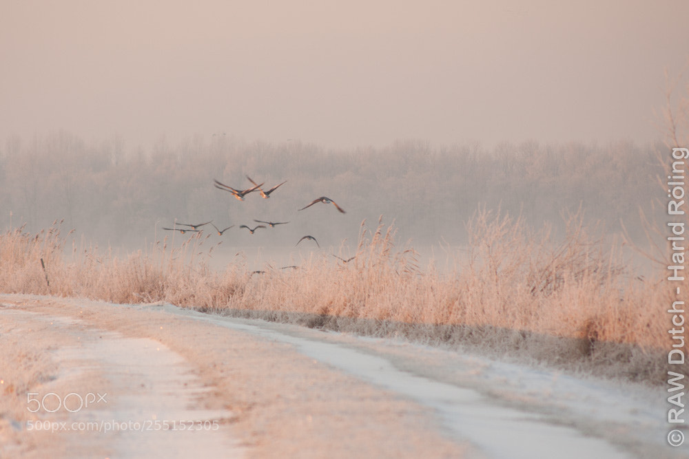 Canon EOS 50D sample photo. Cold photography