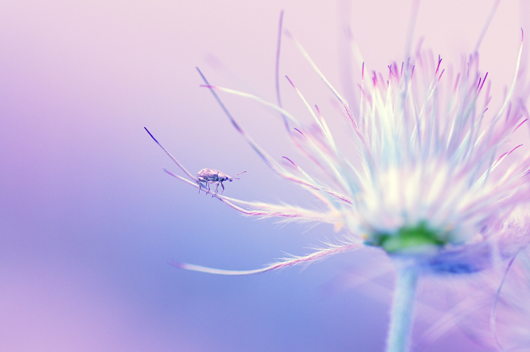Pentax smc D-FA 100mm F2.8 Macro WR sample photo. A wonderful encounter photography