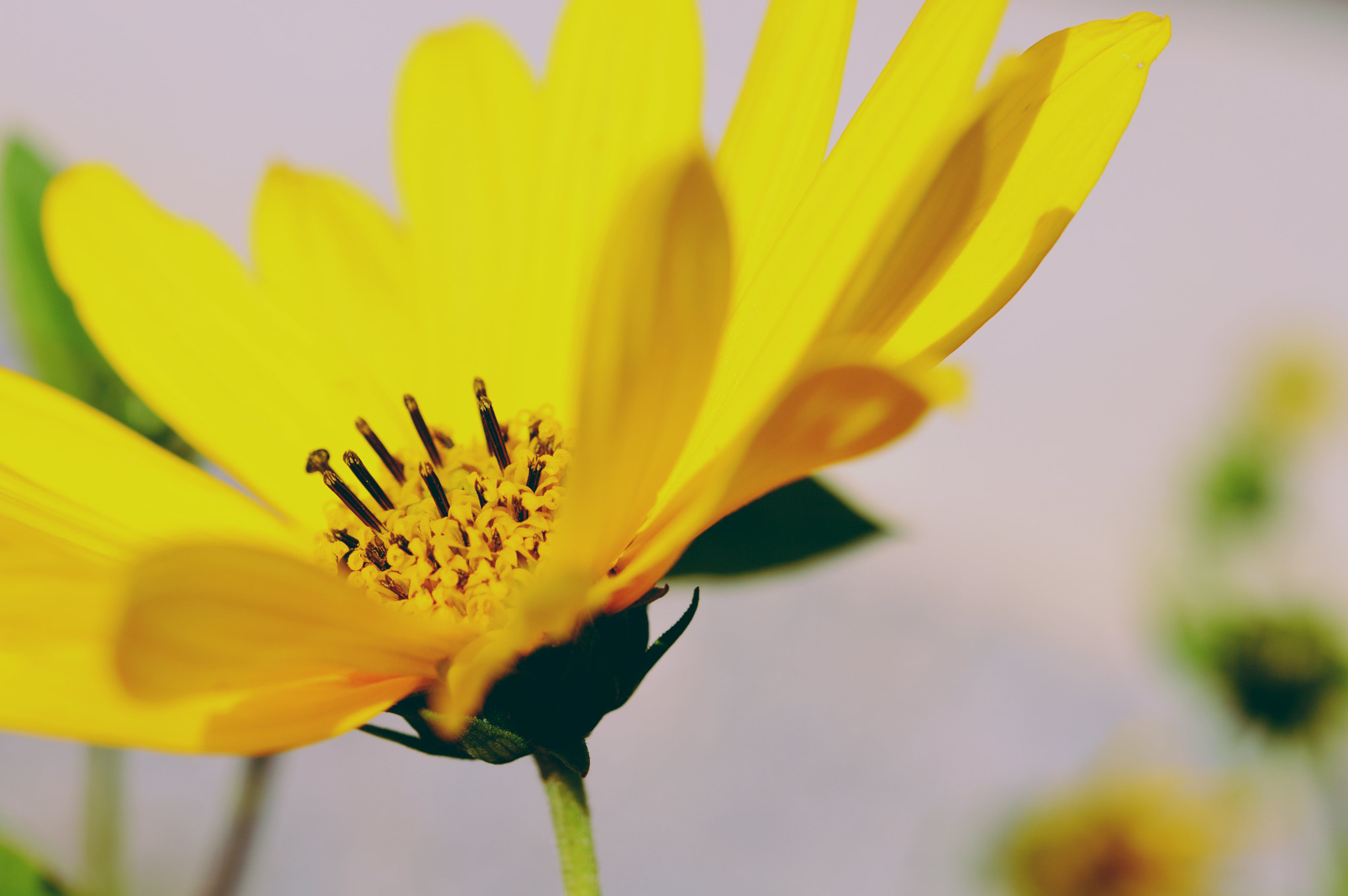 Nikon D3200 + Nikon AF-S Micro-Nikkor 60mm F2.8G ED sample photo. An autumn flower photography