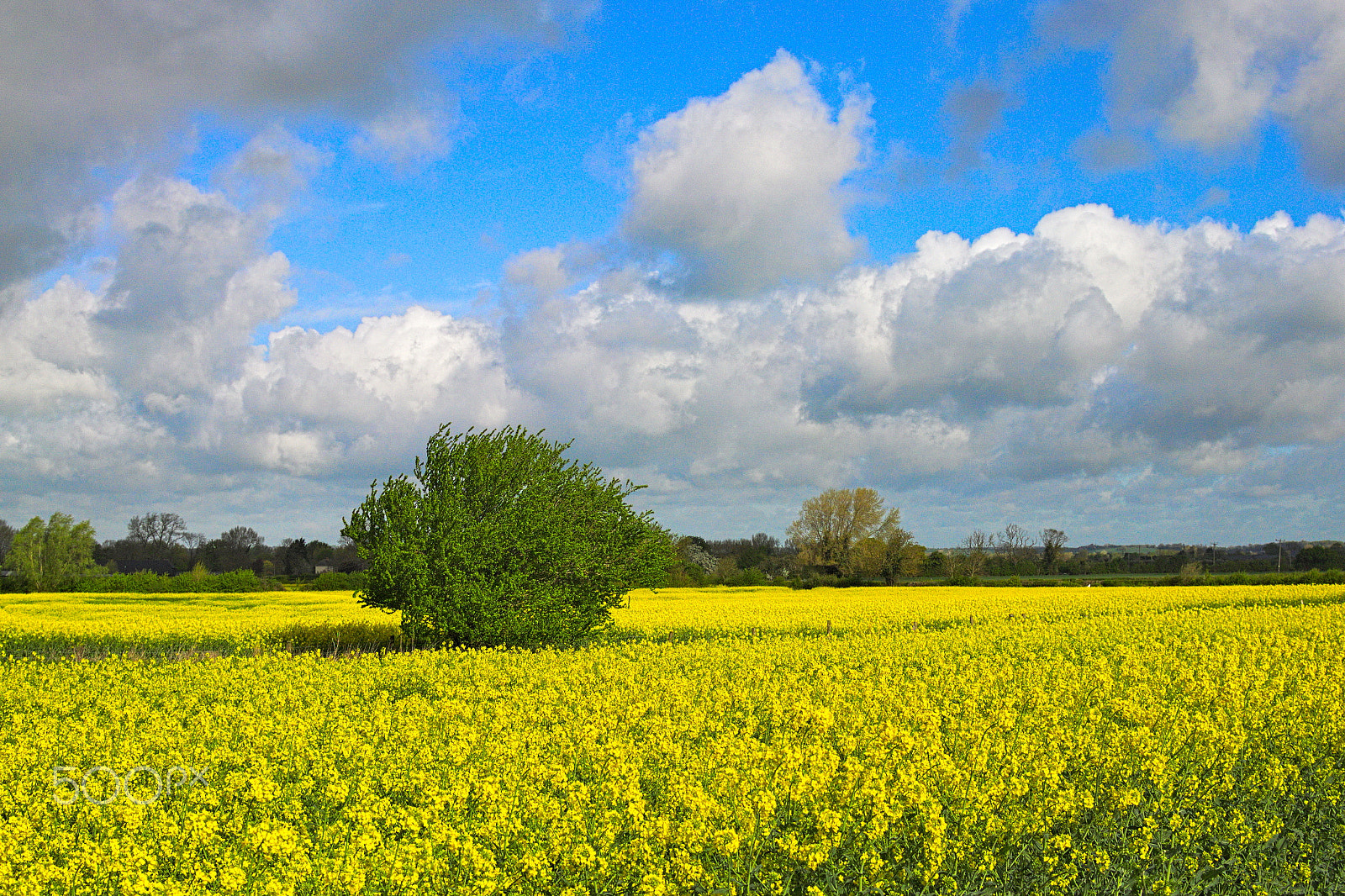 Nikon 1 V2 sample photo. Green tree in yellow rapeseed field photography