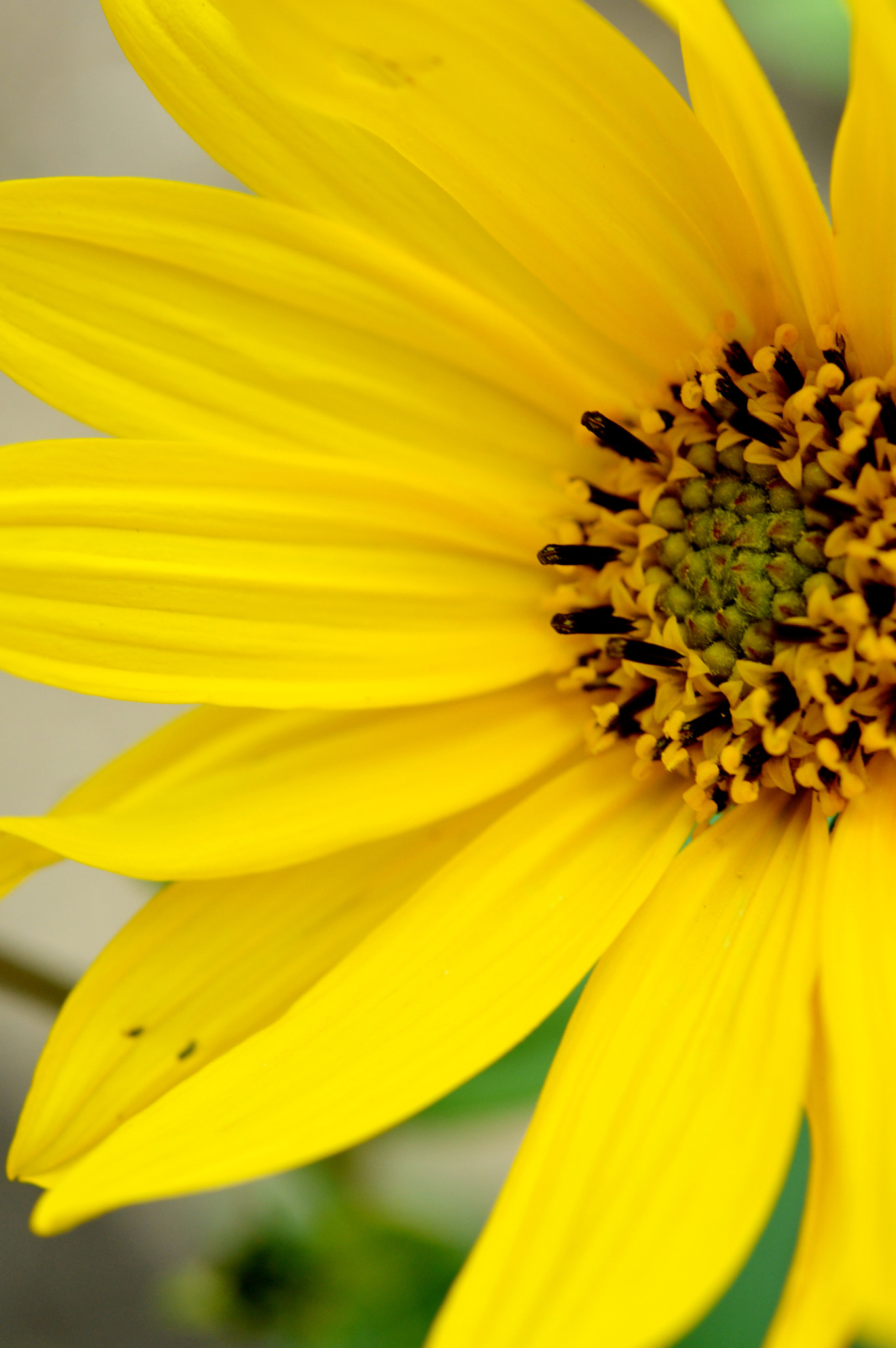 Nikon D3200 + Nikon AF-S Micro-Nikkor 60mm F2.8G ED sample photo. A black middle and yellow around it photography