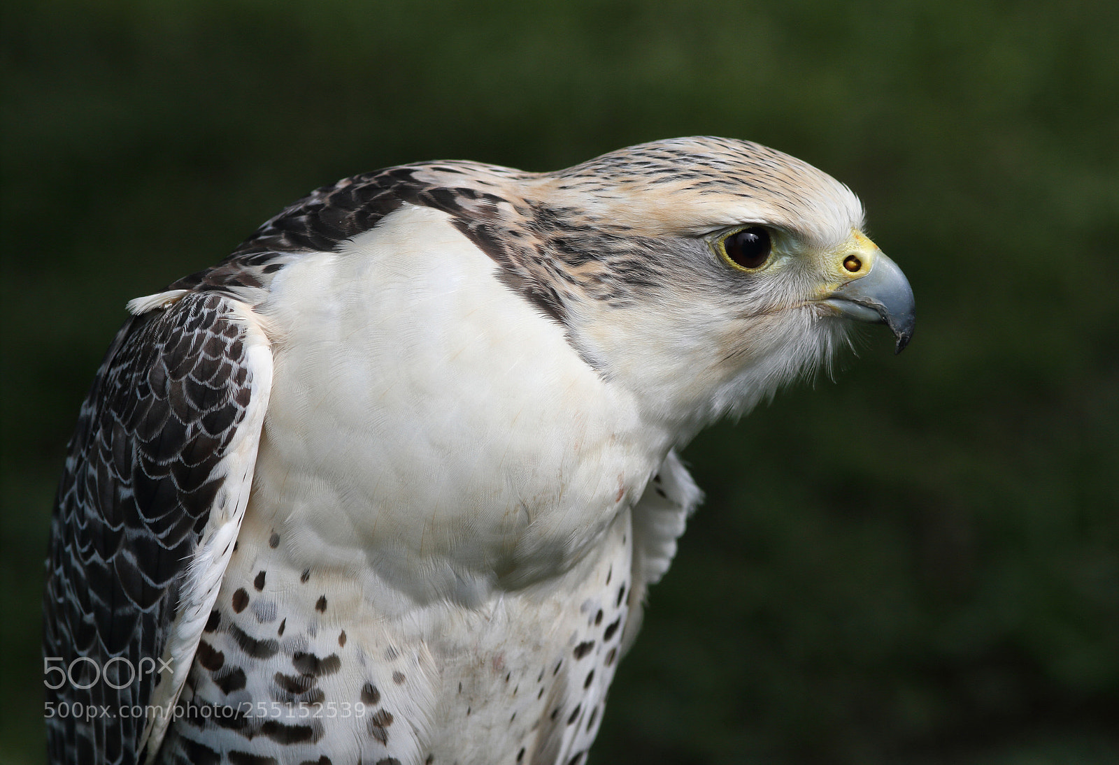 Canon EOS 7D sample photo. Hybrid falcon photography