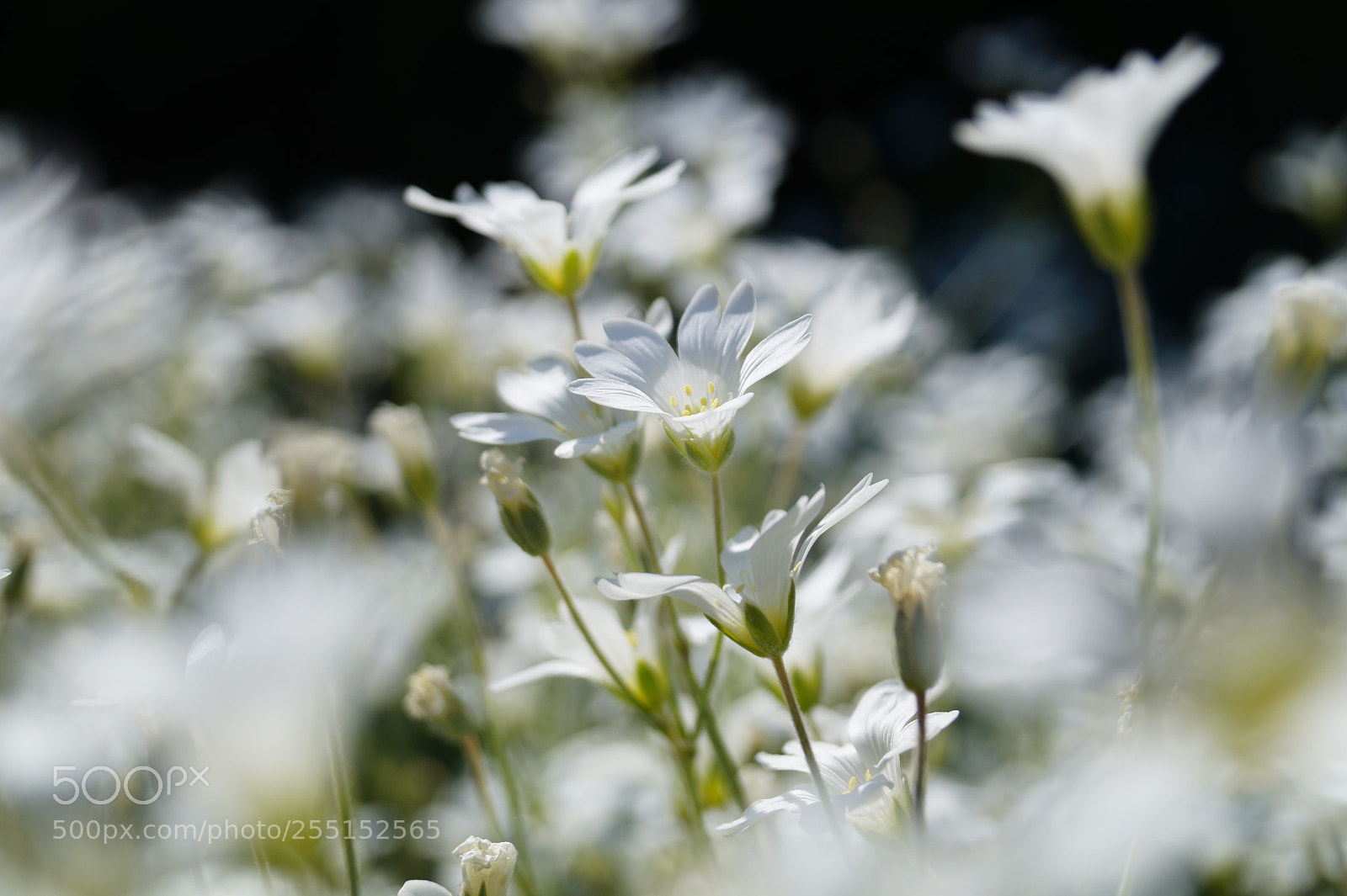 Sony SLT-A58 sample photo. White & little photography
