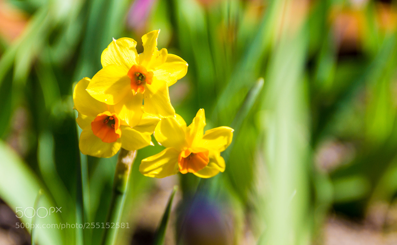 Canon EOS 1100D (EOS Rebel T3 / EOS Kiss X50) sample photo. Narcissus photography