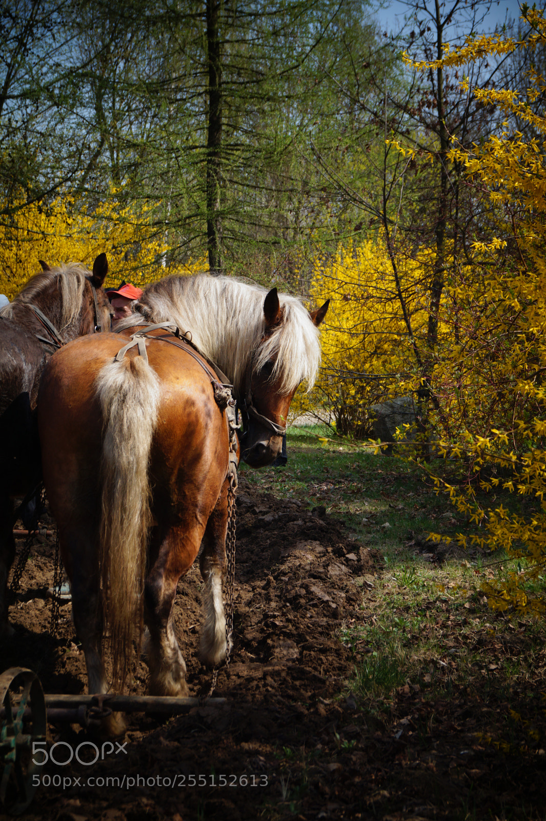 Sony SLT-A58 sample photo. Spring works photography