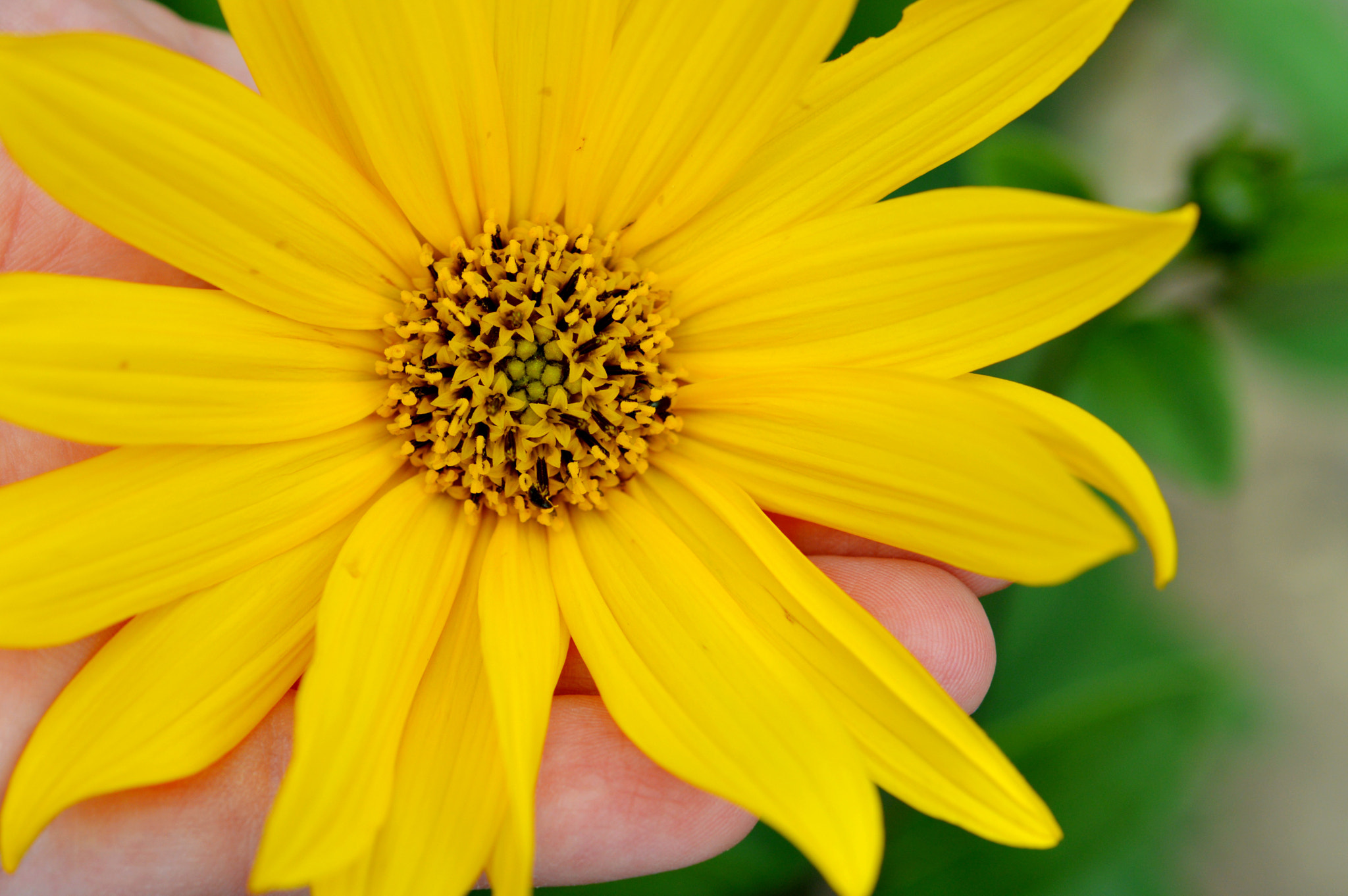 Nikon D3200 + Nikon AF-S Micro-Nikkor 60mm F2.8G ED sample photo. Just another flower photography