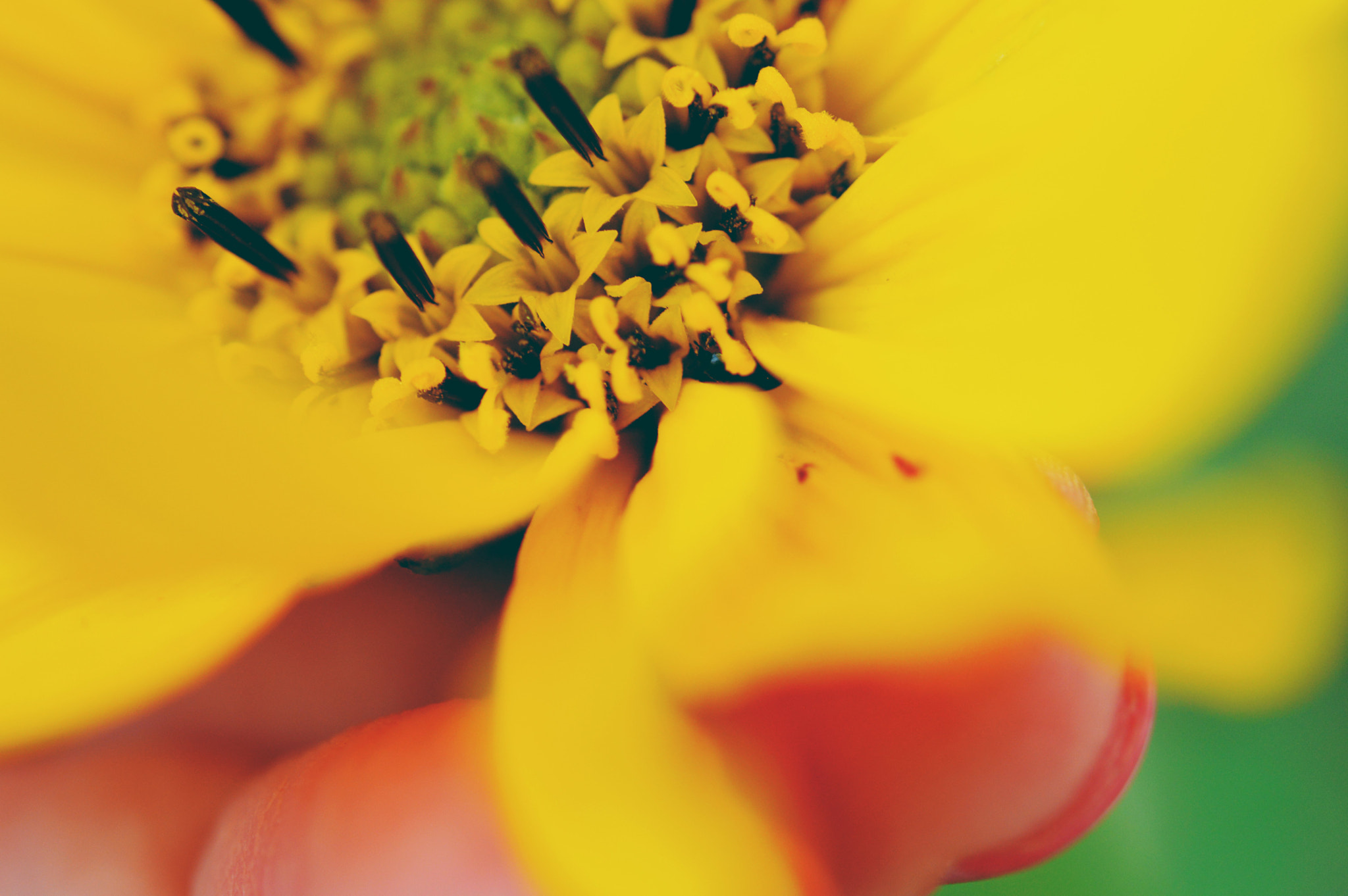 Nikon AF-S Micro-Nikkor 60mm F2.8G ED sample photo. Boring old flower photography